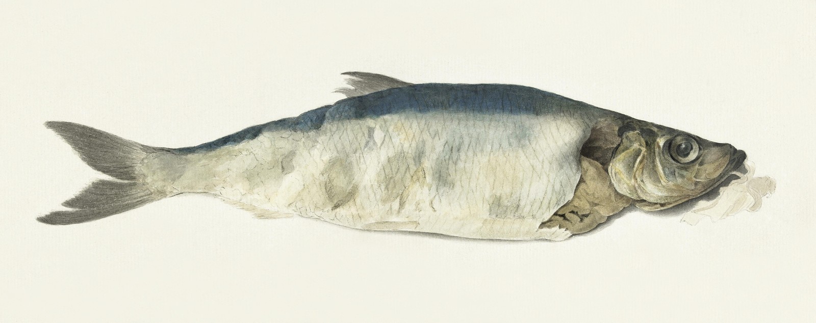 Realistic Herring Art Wall Art | Coastal Decor