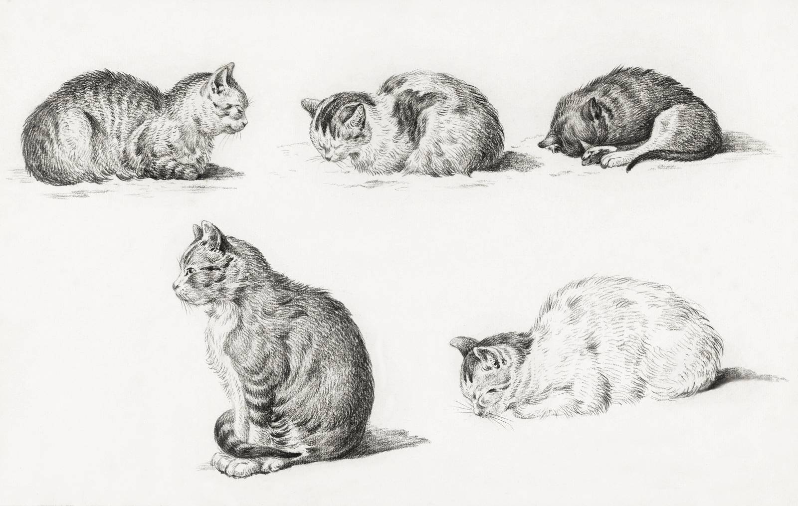 Vintage Cat Studies Vintage Sketch Wall Art