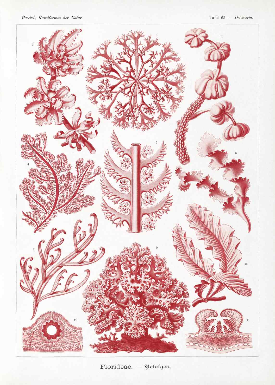 Vintage Red Algae Botanical Art Wall Art
