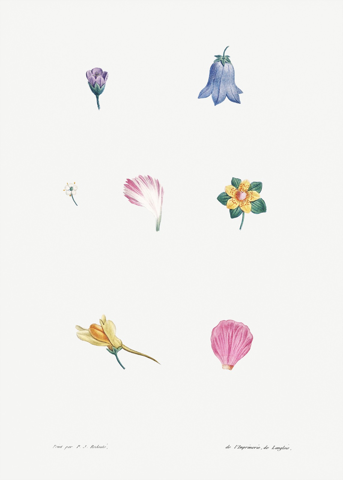 Vintage Botanical Flower Wall Art Wall Art