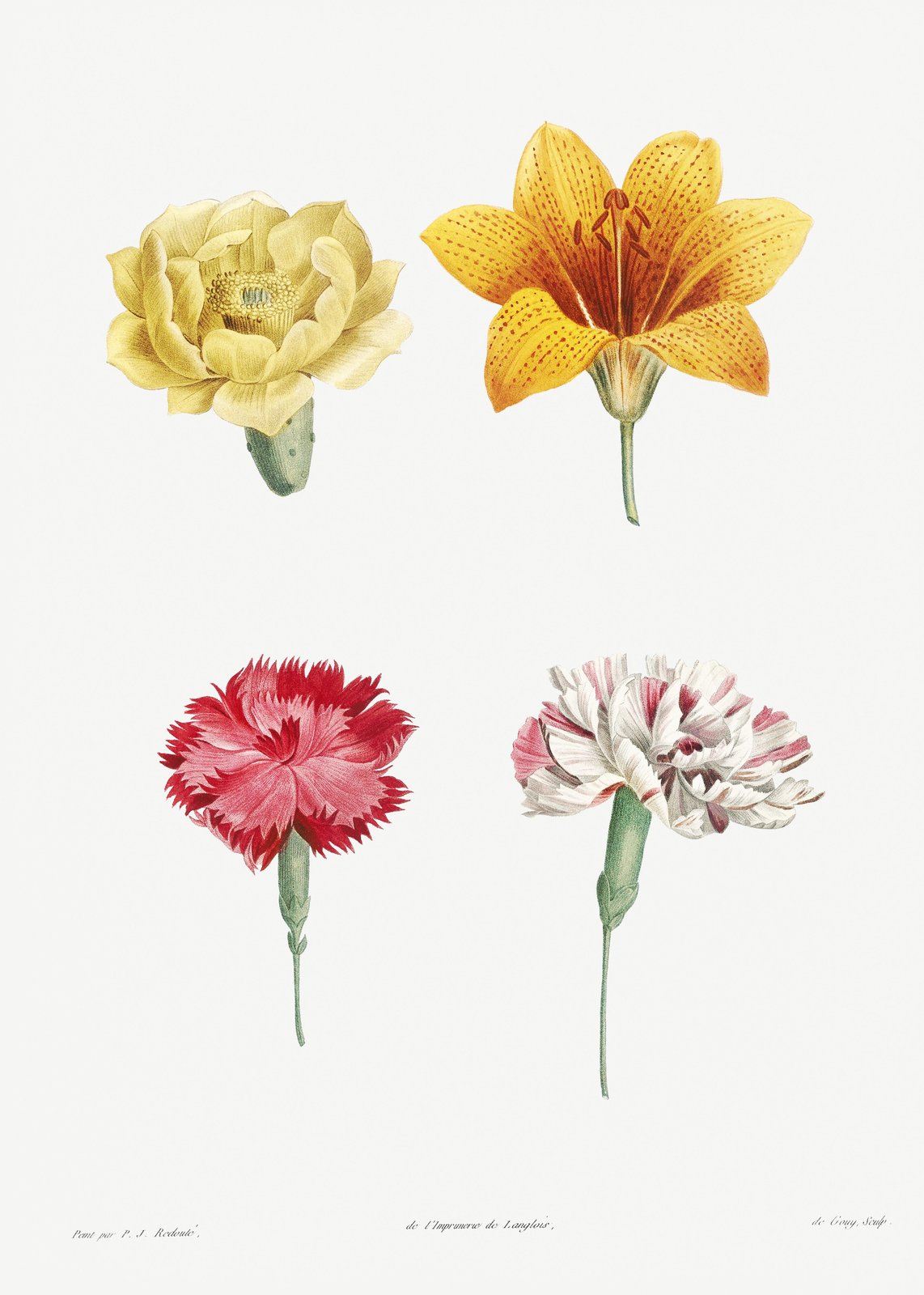 Vintage Botanical Flower Wall Art Wall Art