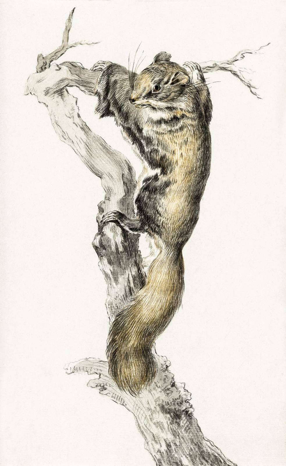 Vintage Squirrel Climbing Tree Wall Art