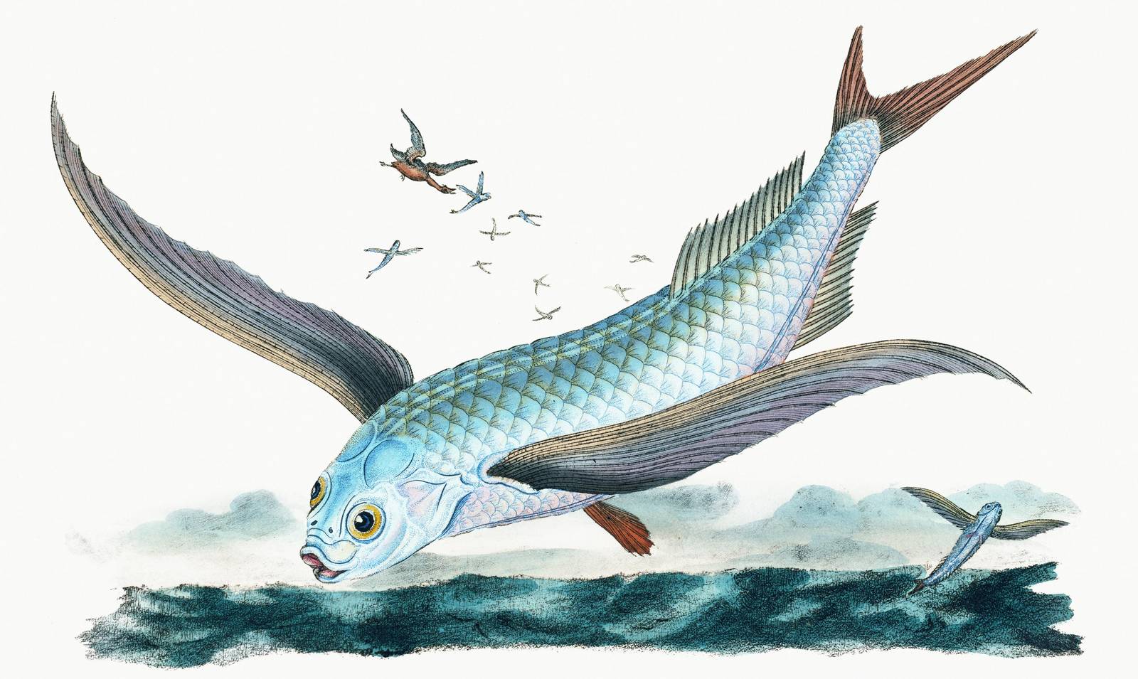 Enchanting Flying Fish & Birds Wall Art