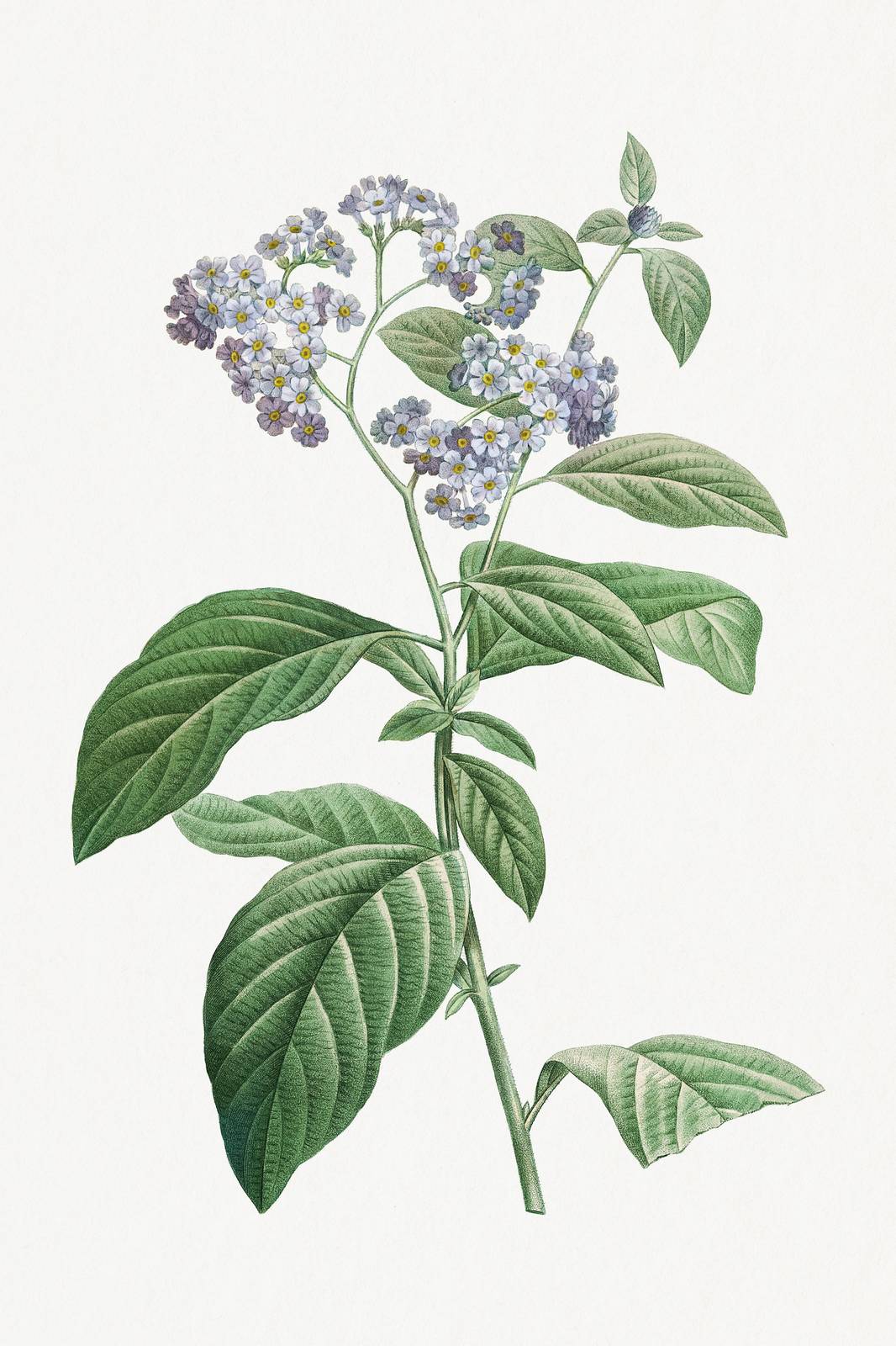 Vintage Botanical Blue Flower Wall Art Wall Art