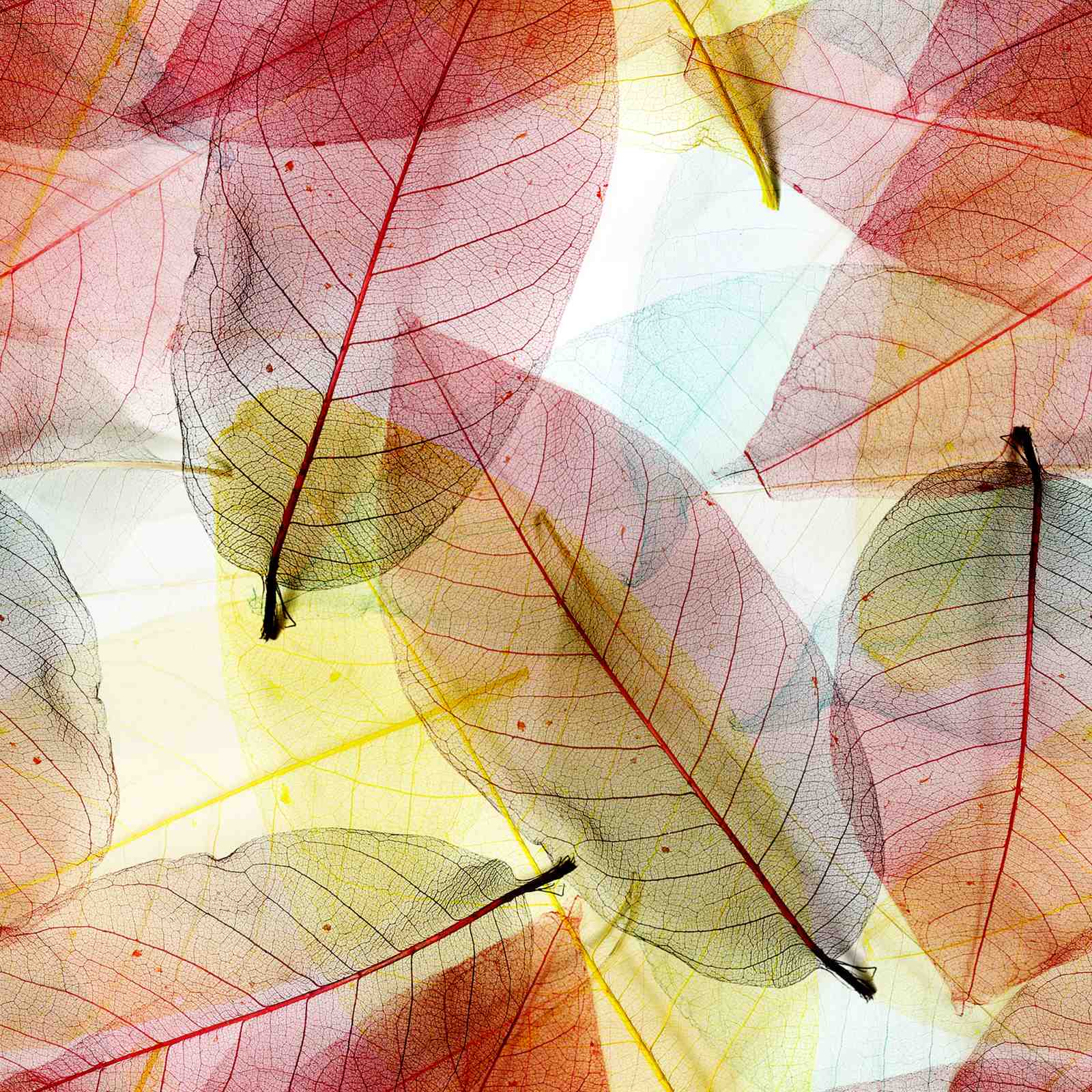 Skeleton Leaf Macro Art Wall Art - Botanical Decor