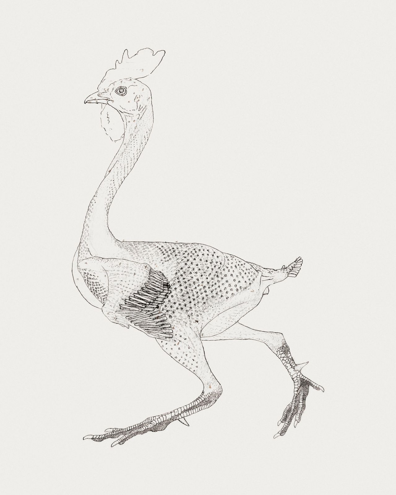 Whimsical Chicken Sketch Wall Art