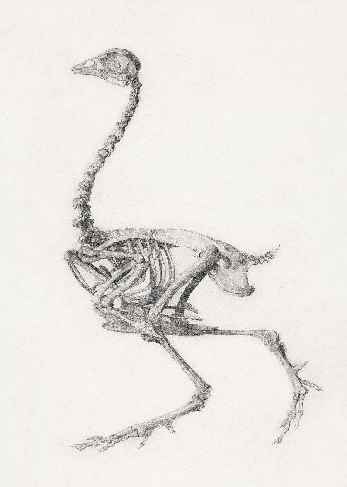 Vintage Bird Skeleton Scientific Illustration Wall Art