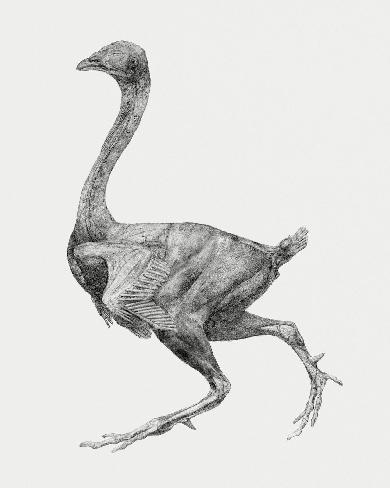 Anatomical Bird Sketch Wall Art