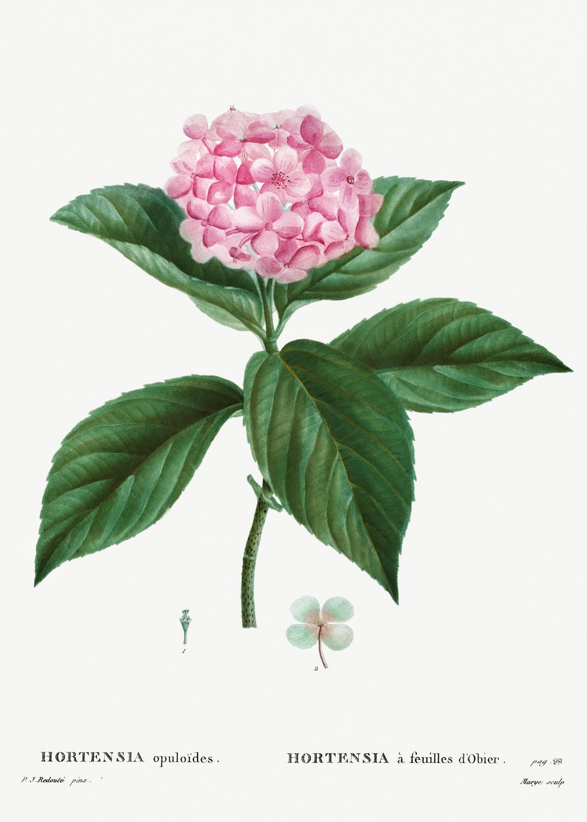 Vintage Pink Hydrangea Botanical Art Wall Art