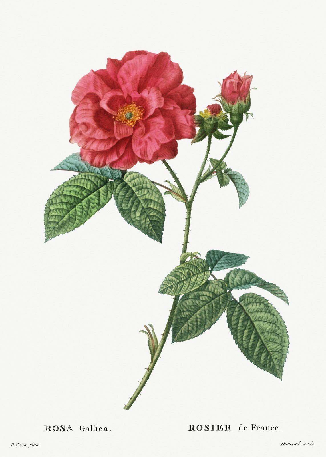 Vintage Red Rose Botanical Wall Art