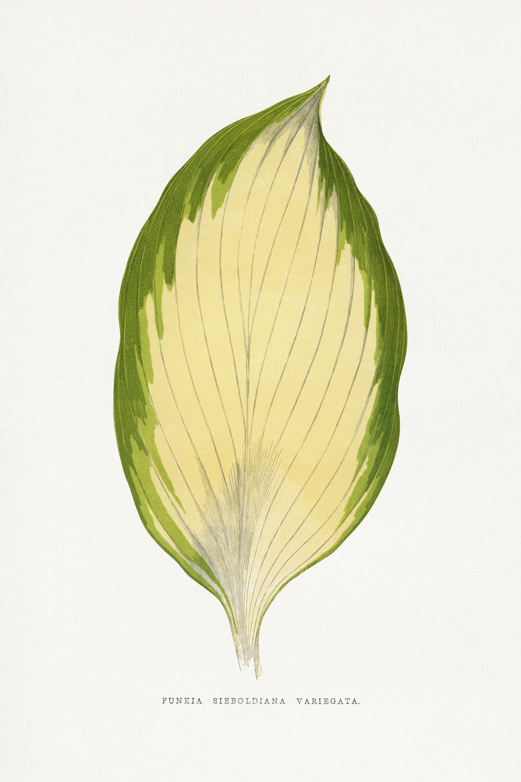 Vintage Hosta Leaf Botanical Art Wall Art