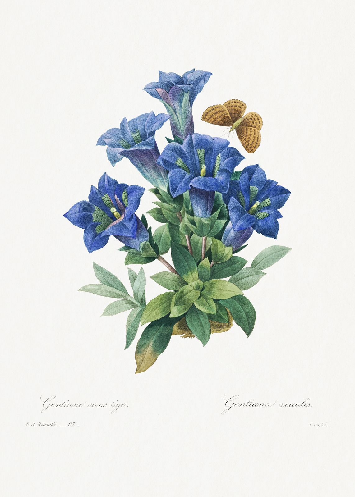 Vintage Blue Gentian Butterfly Wall Art