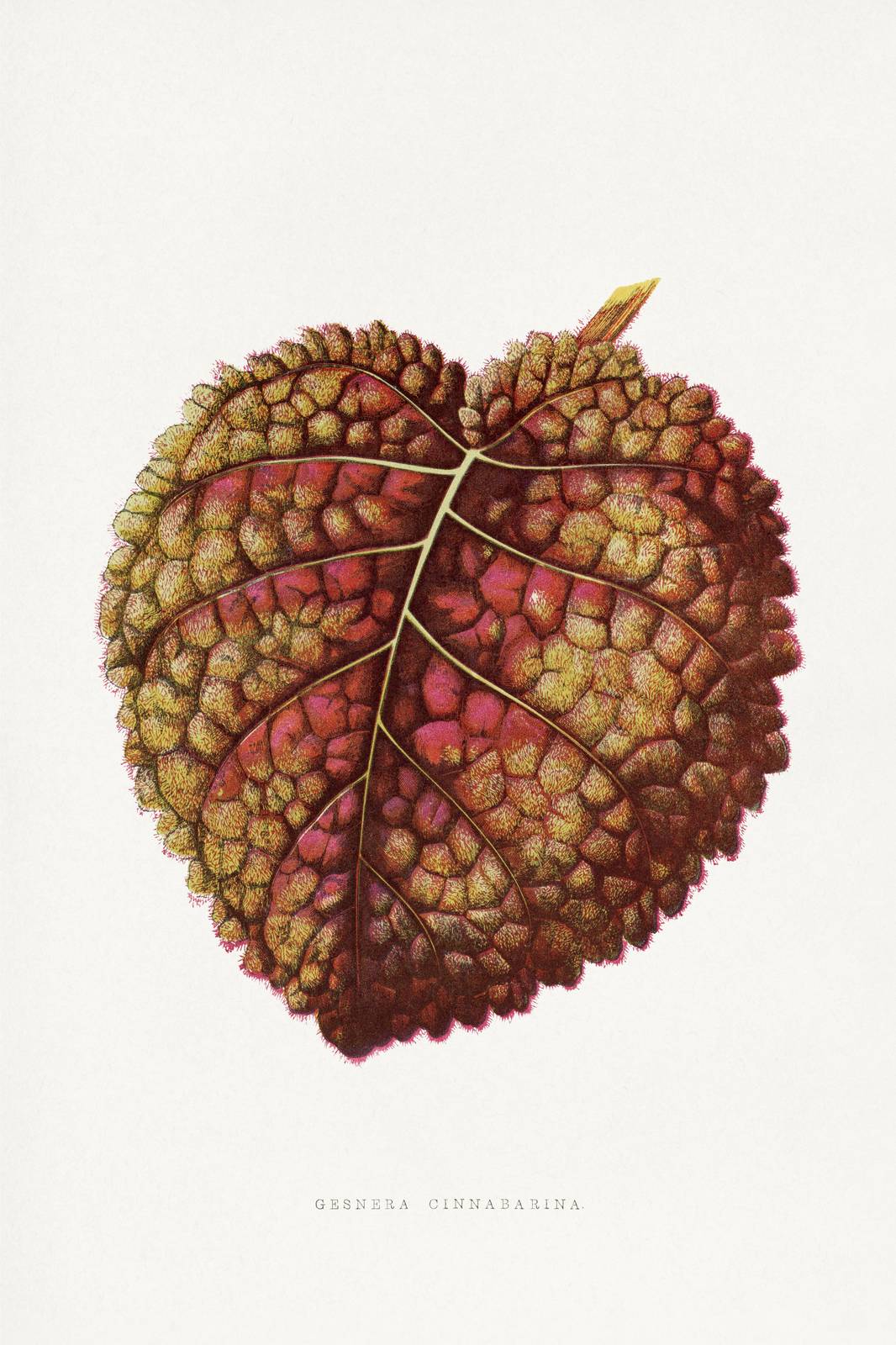 Botanical Leaf Art Print - Gesnera Cinnabarina Wall Art