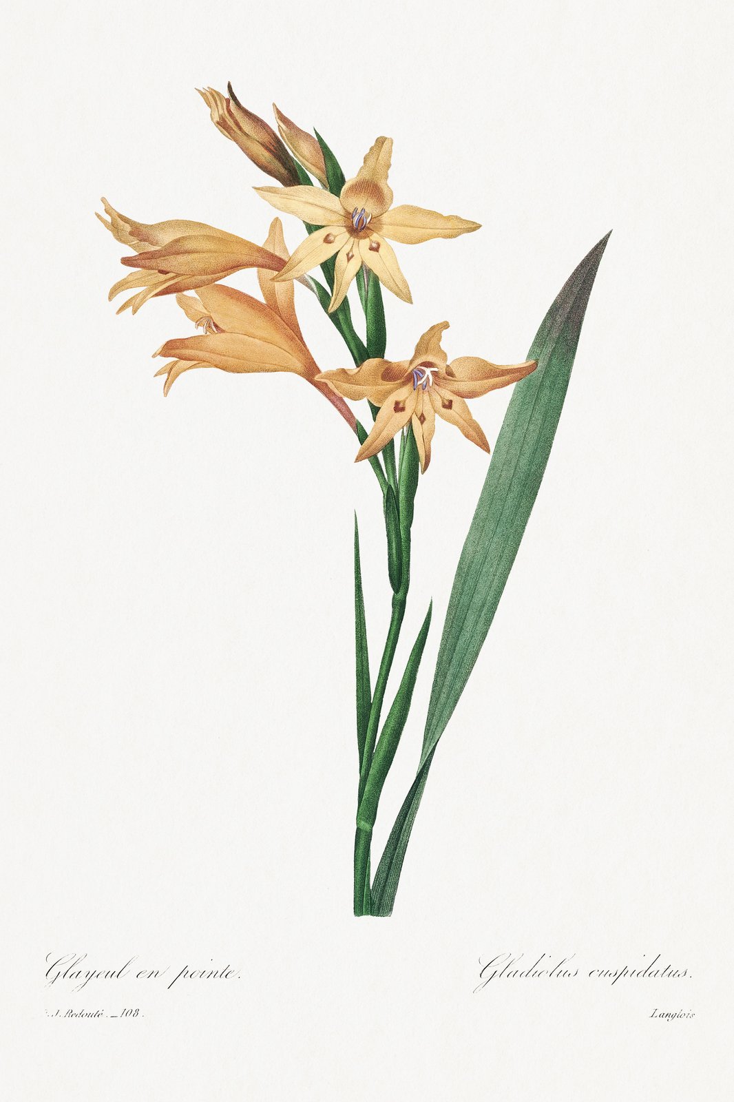 Vintage Botanical Peach Gladiolus Wall Art