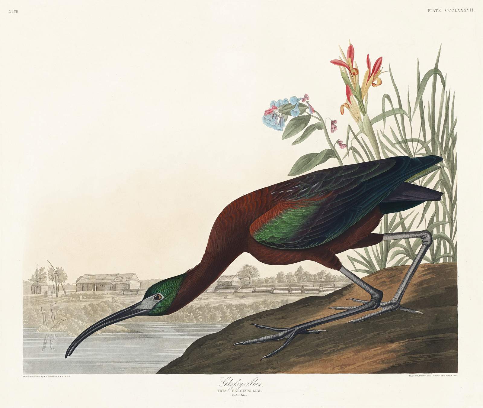 Glossy Ibis Vintage Bird Art Wall Art