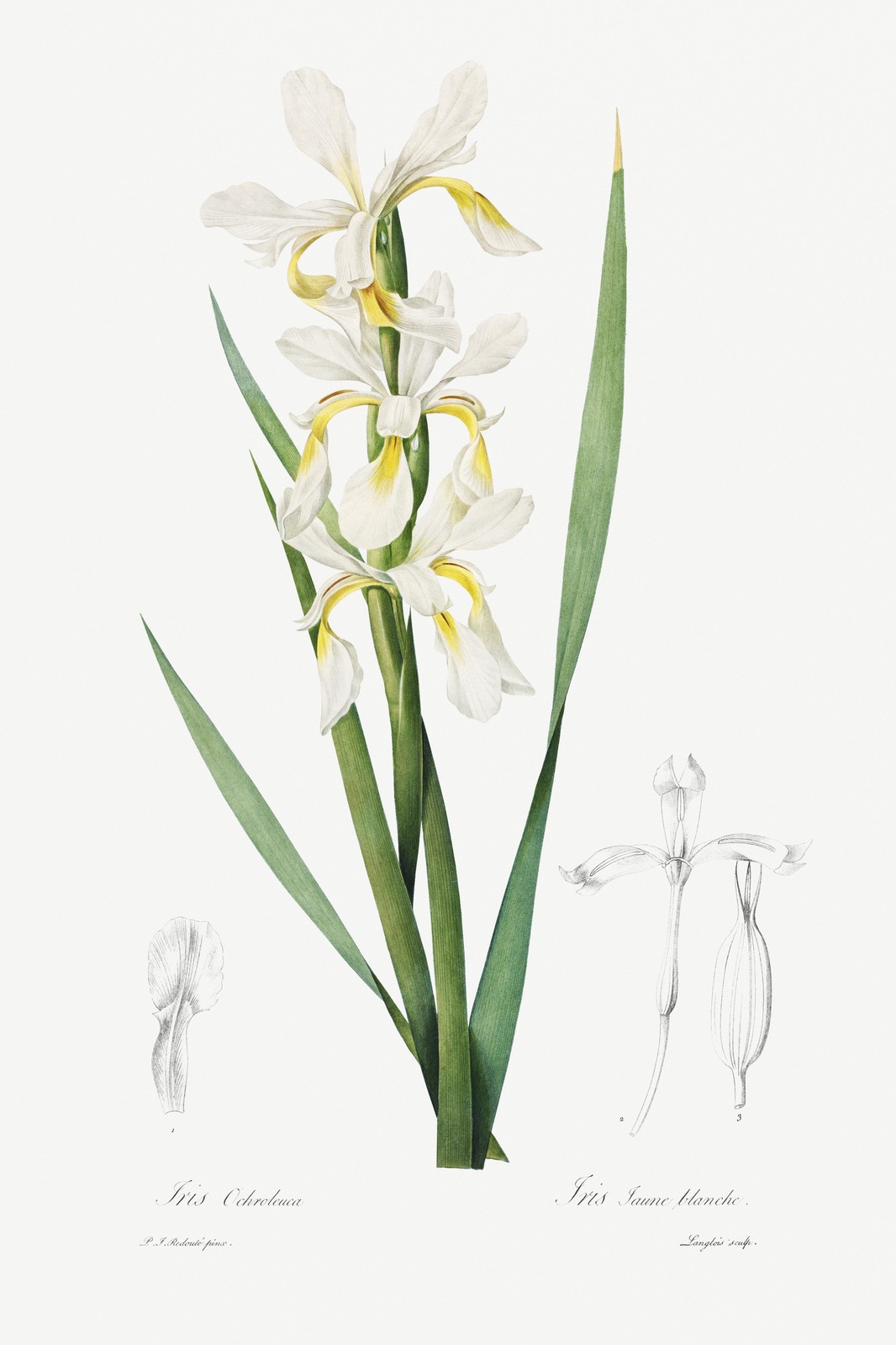 Vintage White Iris Botanical Wall Art