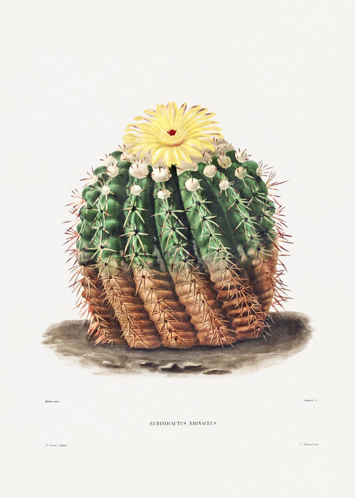 Vintage Echinocactus Erinaceus Cactus Wall Art