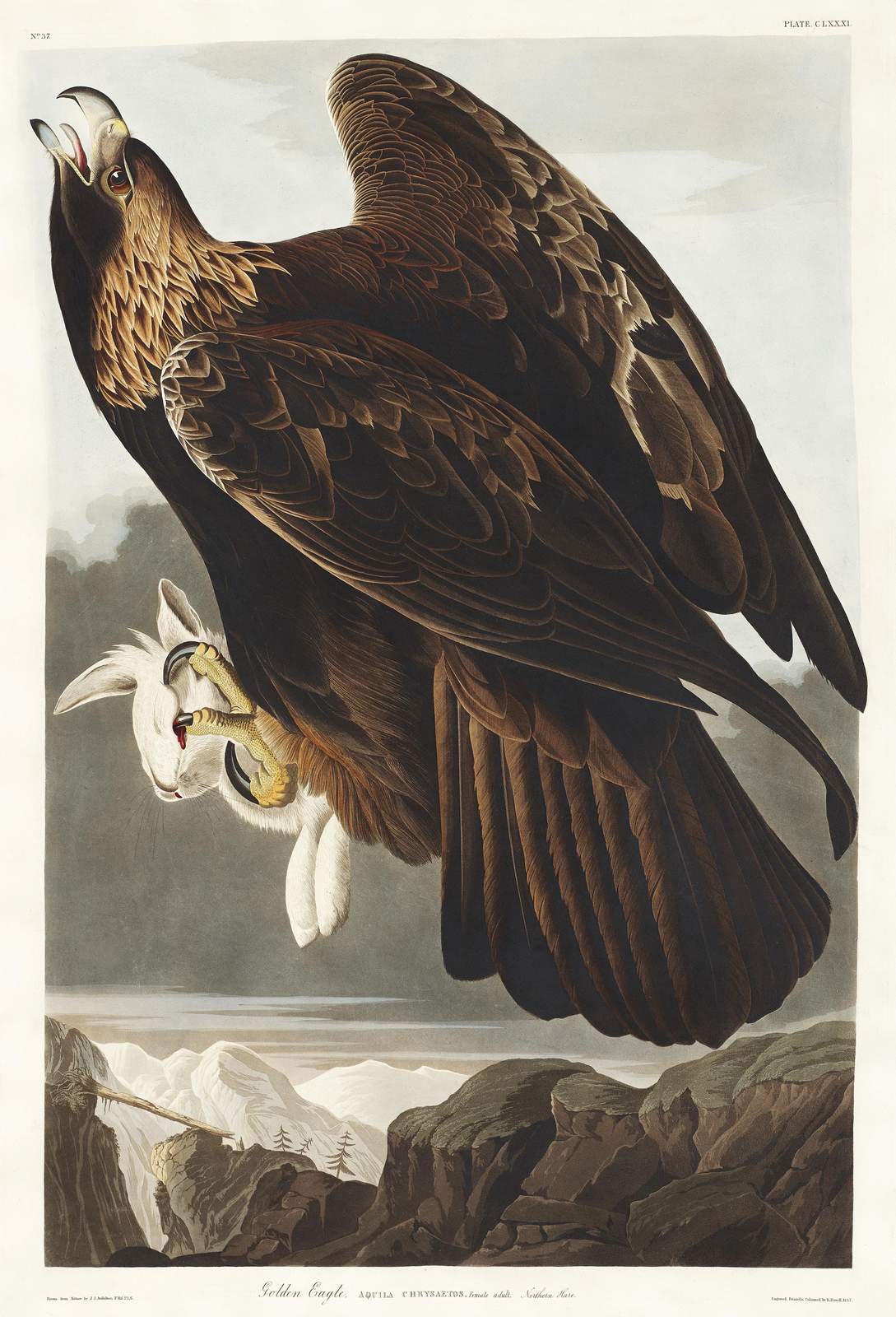 Majestic Golden Eagle Wildlife Wall Art