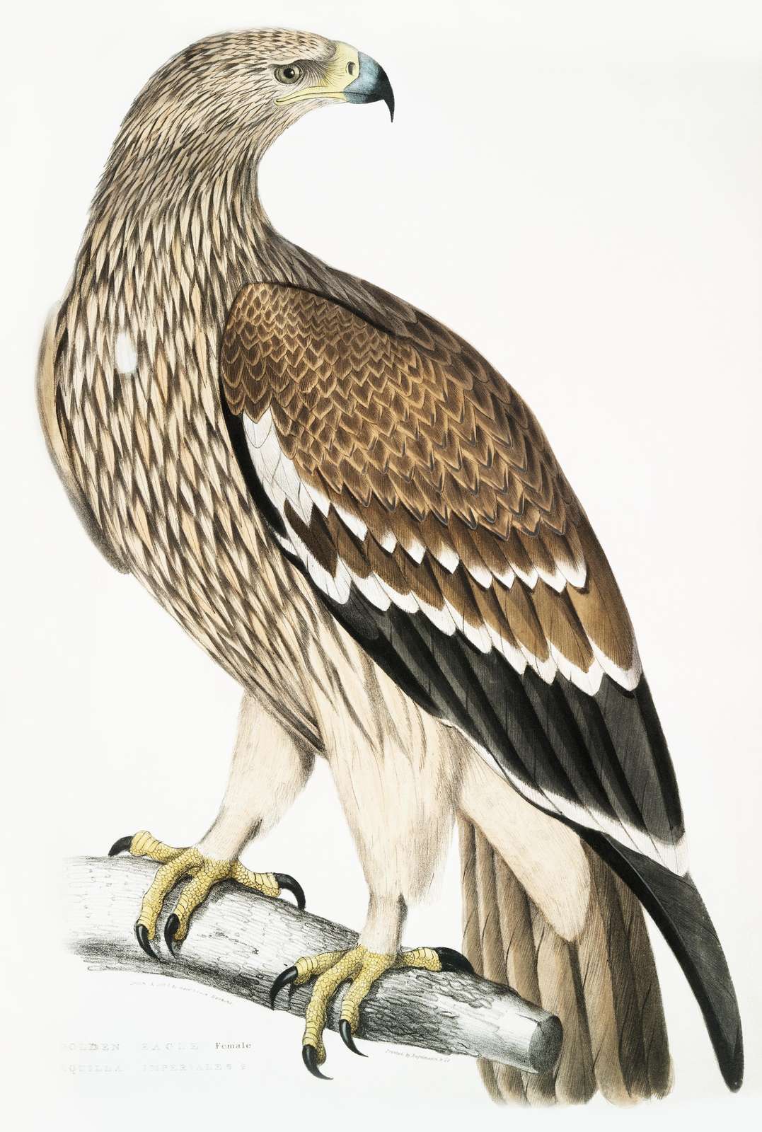 Elegant Golden Eagle Female Wall Art