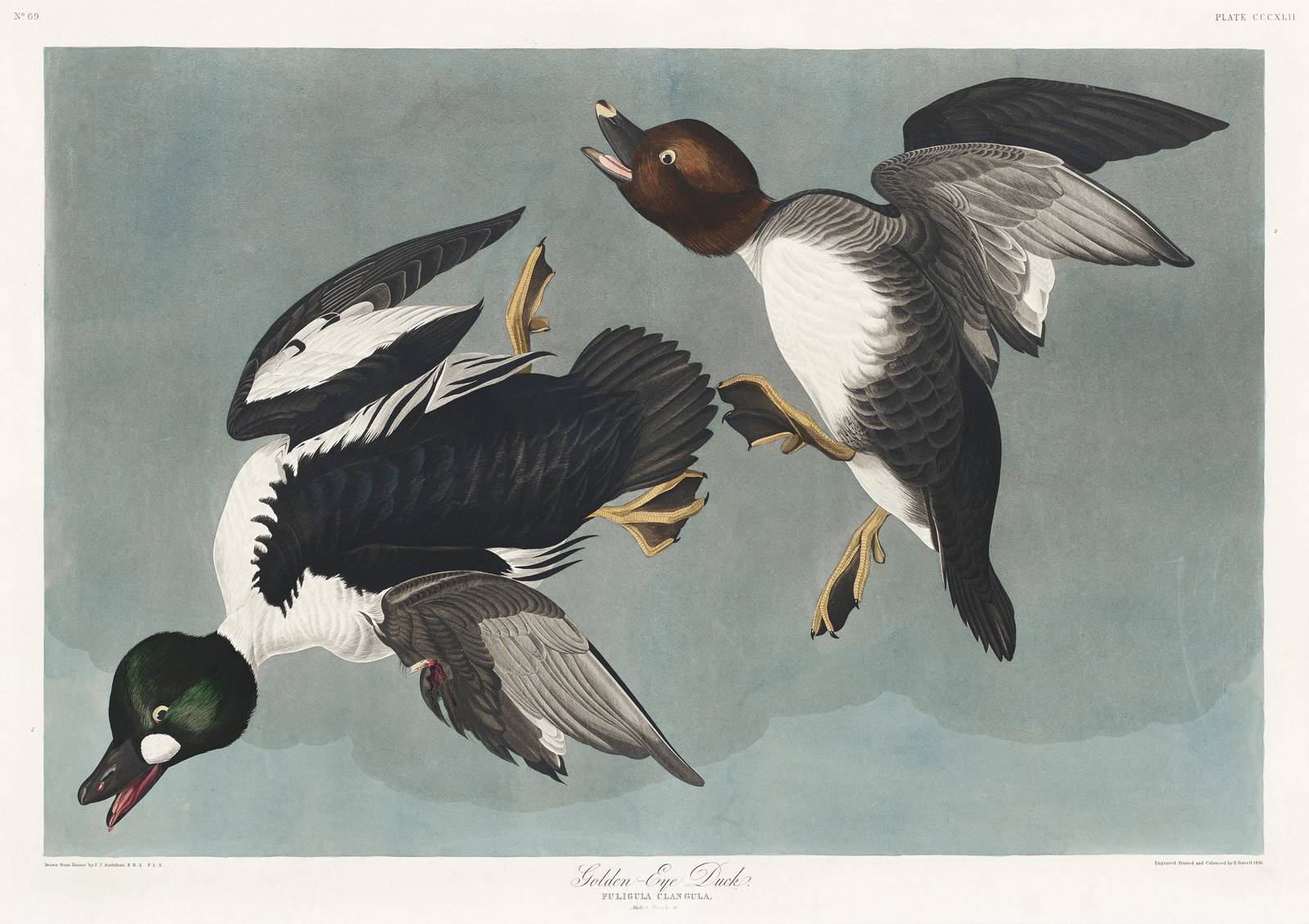Goldeneye Duck Vintage Bird Art Wall Art