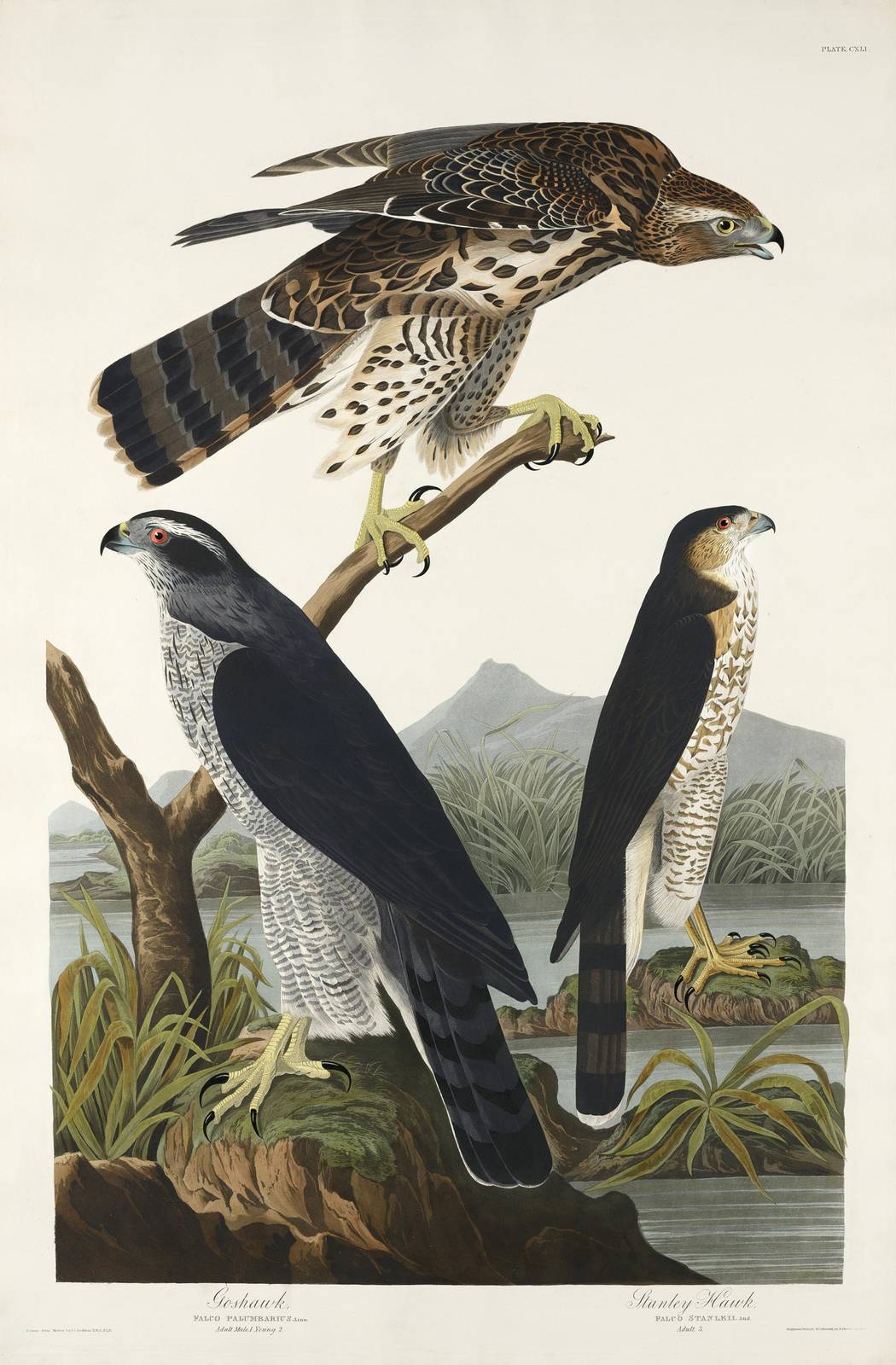 Goshawk & Stanley Hawk Wildlife Art Wall Art