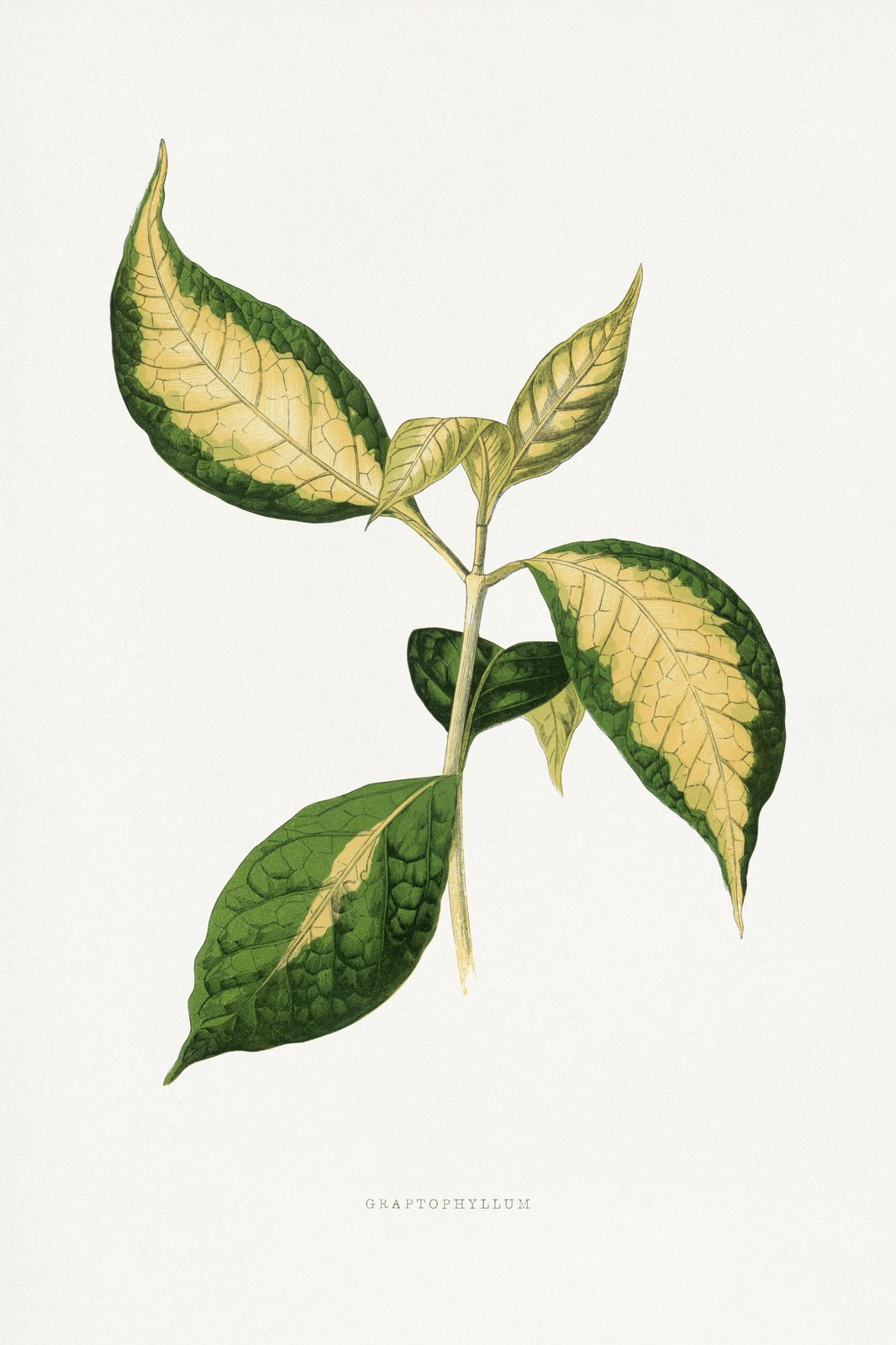 Vintage Botanical Leaf Art Wall Art