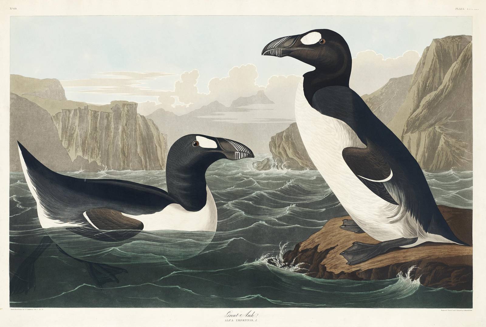 Great Auk Coastal Bird Art Wall Art