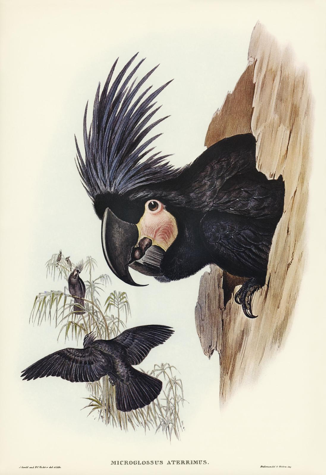 Elegant Black Cockatoo Aviary Art Wall Art