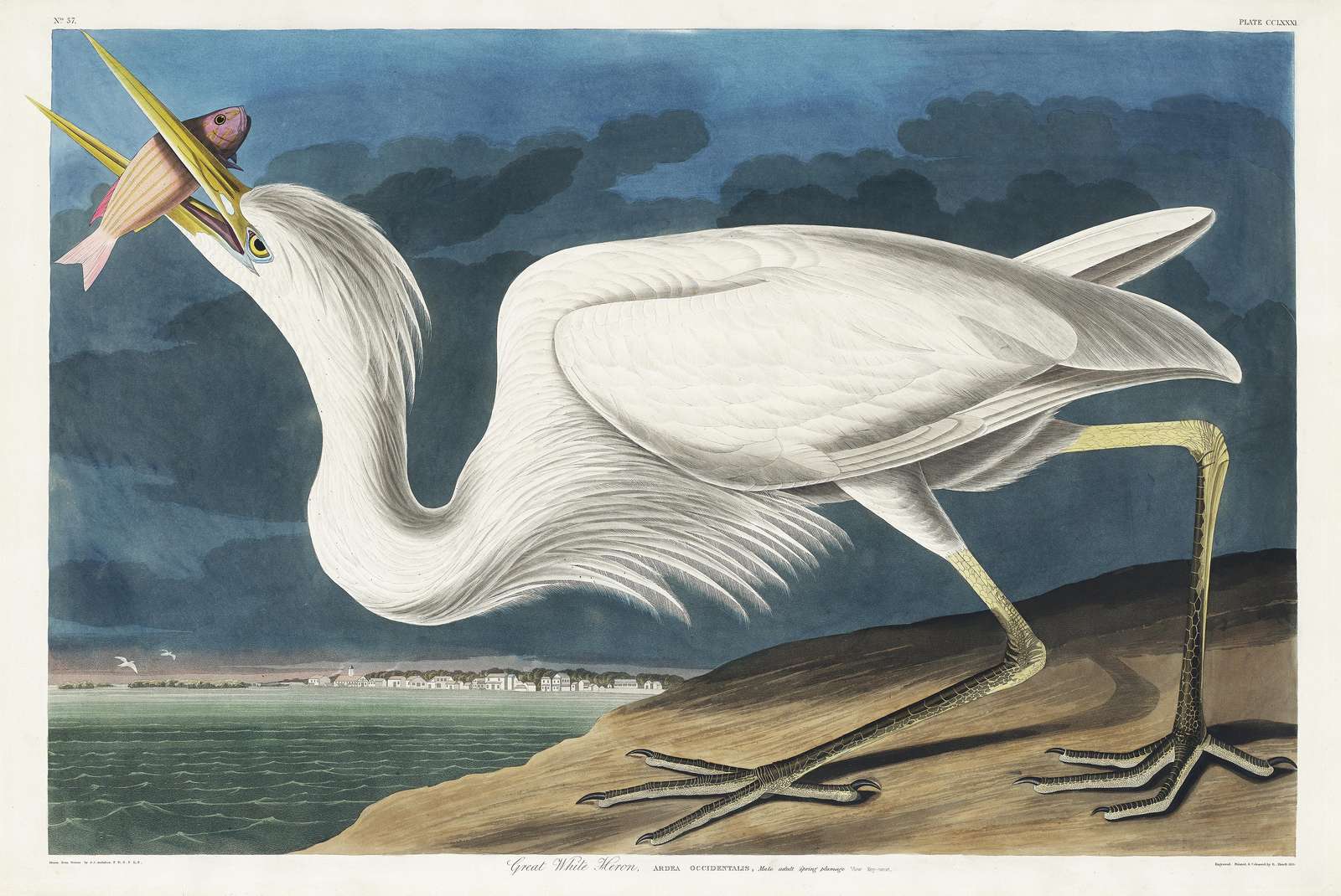 Great White Heron Nature Art Wall Art