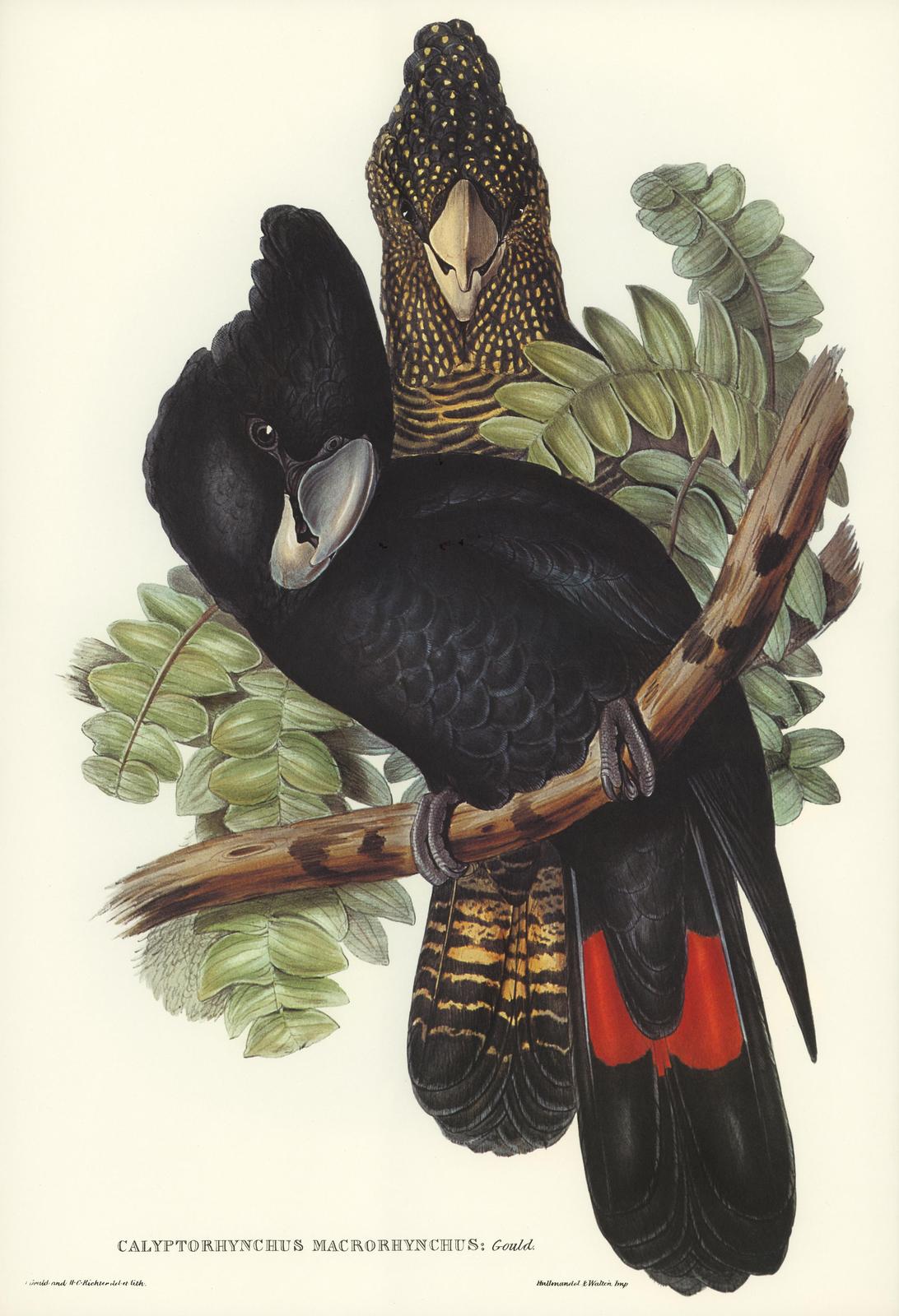 Elegant Black Cockatoo Art Wall Art