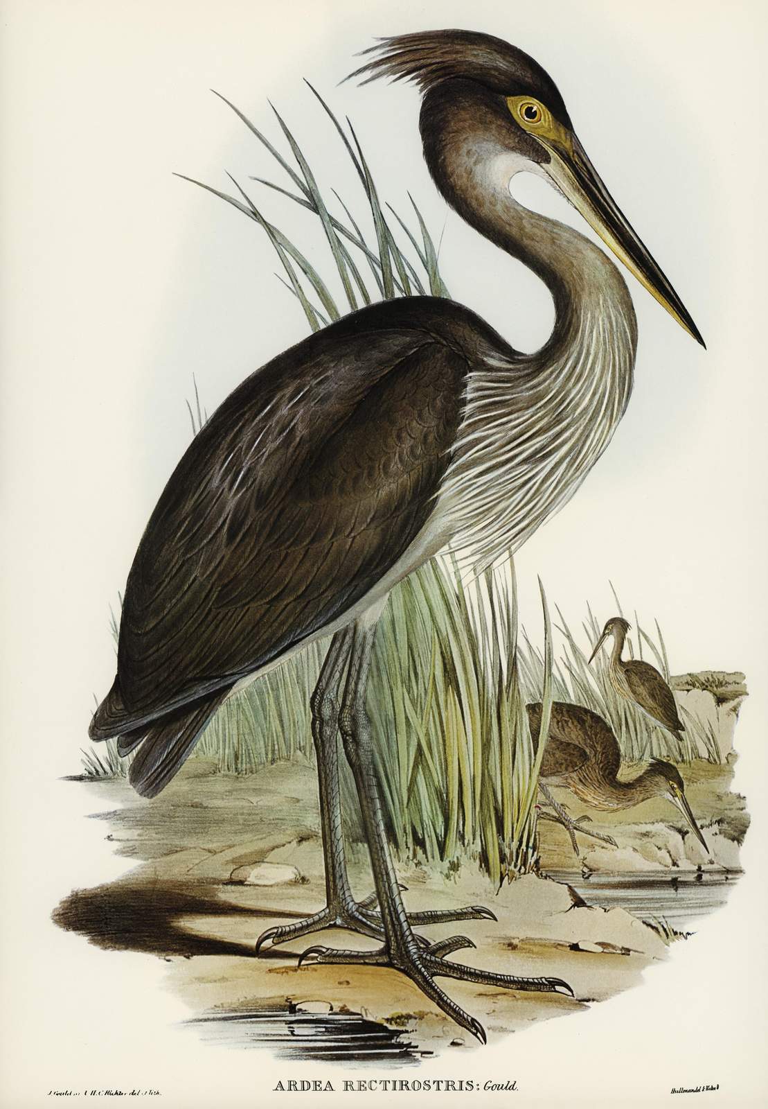 Elegant Heron Nature Wall Art Wall Art