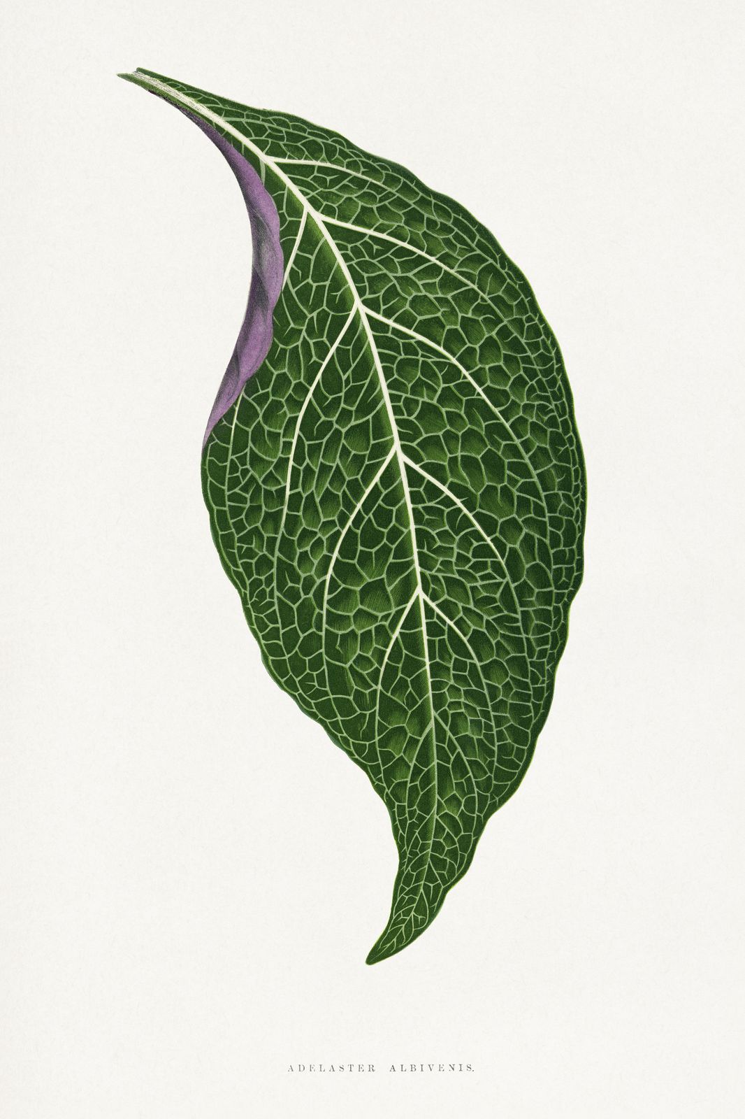 Elegant Green Leaf Botanical Art Wall Art