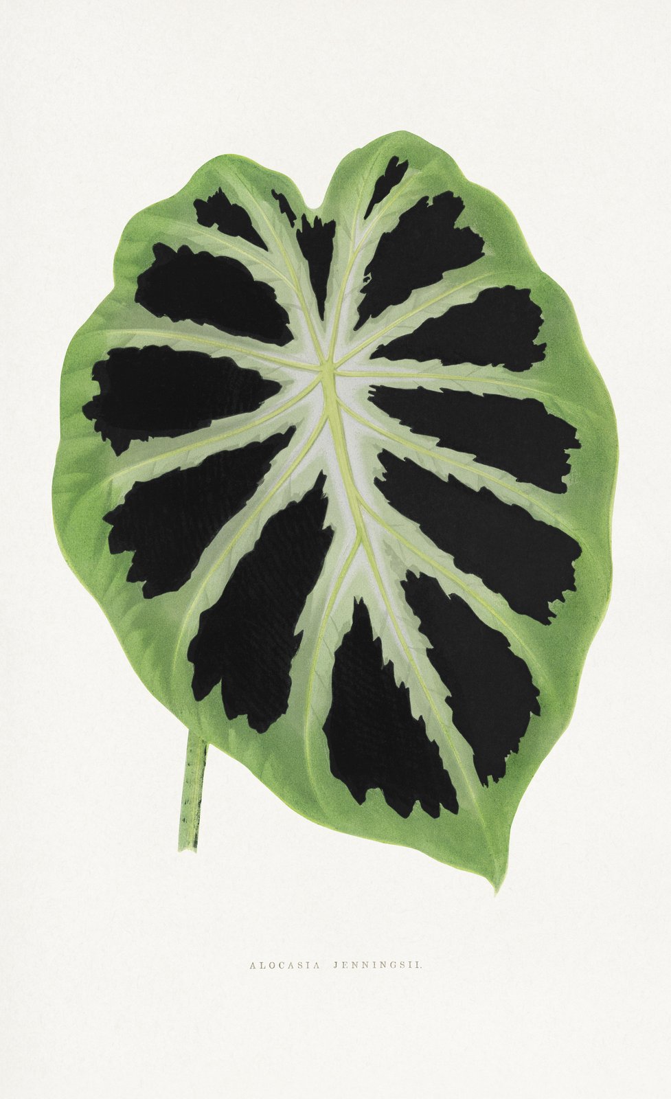Alocasia Jenningsii Leaf Botanical Wall Art