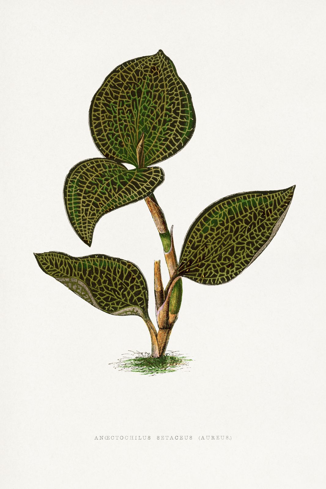 Jewel Orchid Botanical Vintage Wall Art