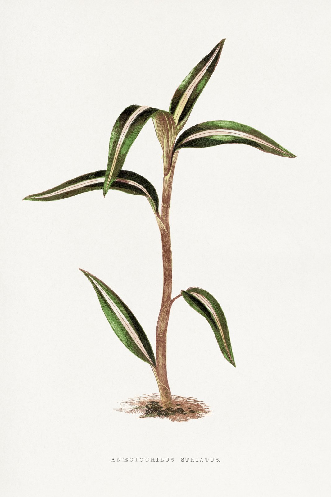 Striking Angraecum Striatum Botanical Wall Art