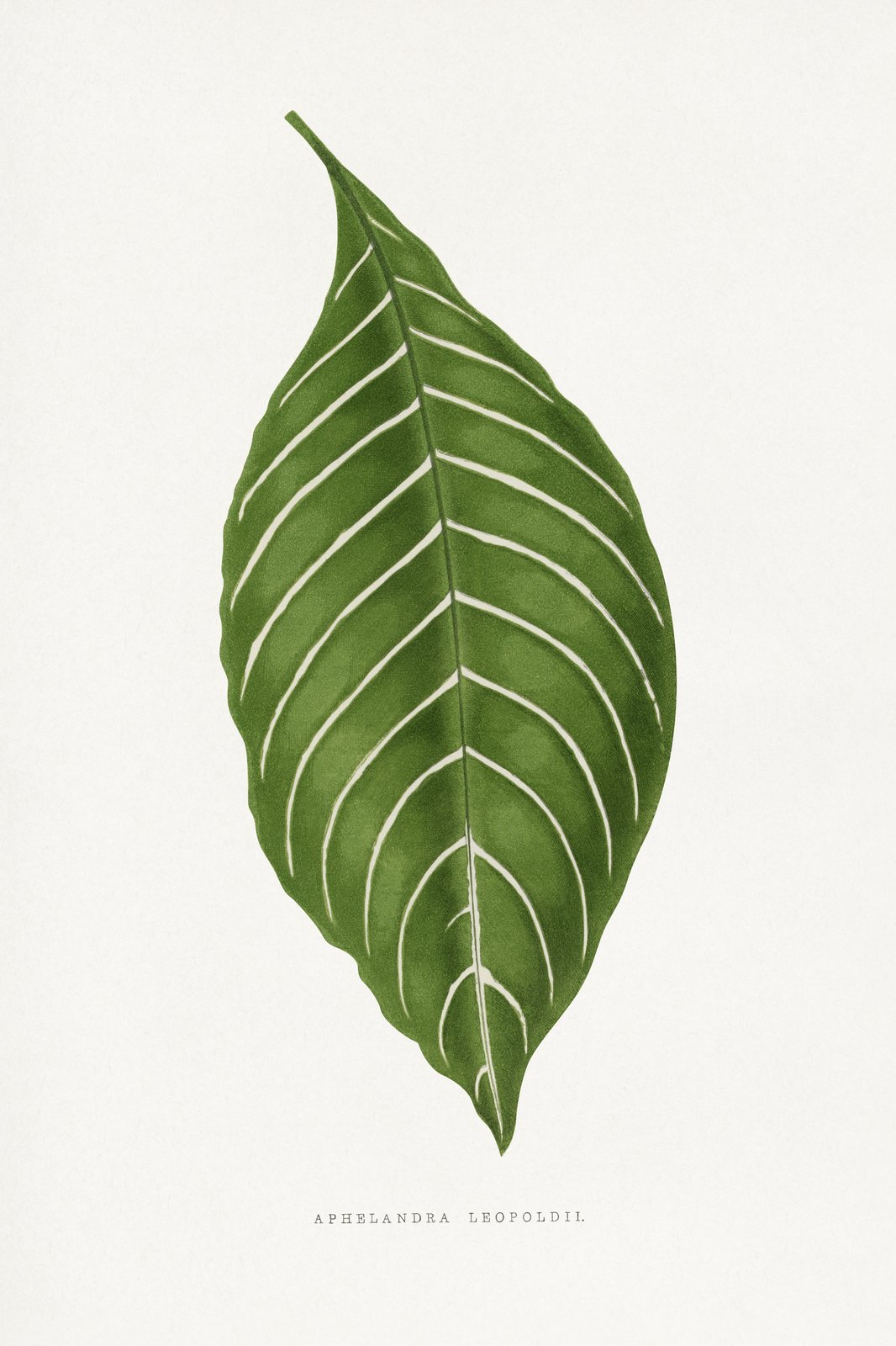 Elegant Zebra Plant Leaf Wall Art Wall Art