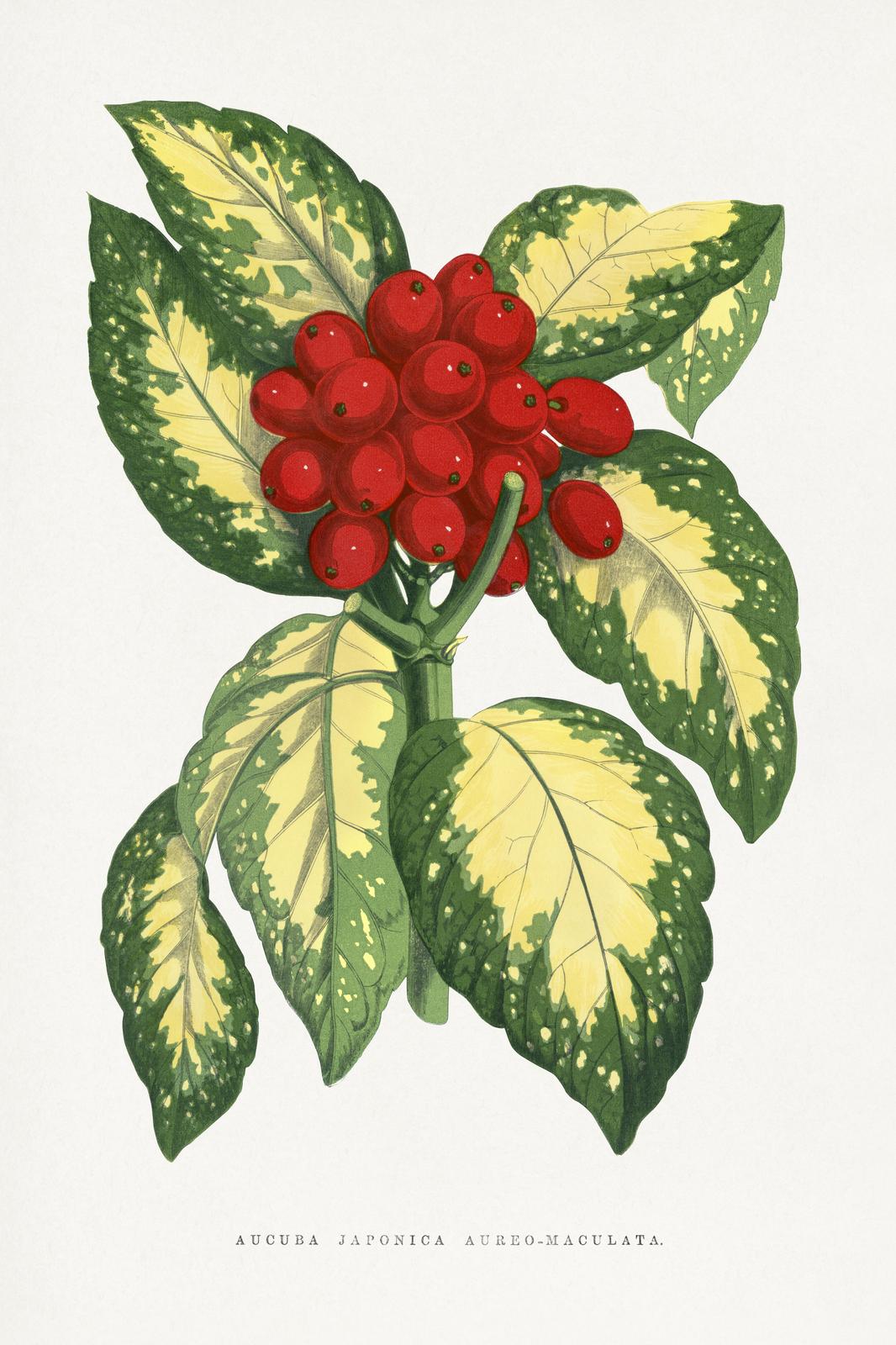 Aucuba Japonica Botanical Wall Art Wall Art