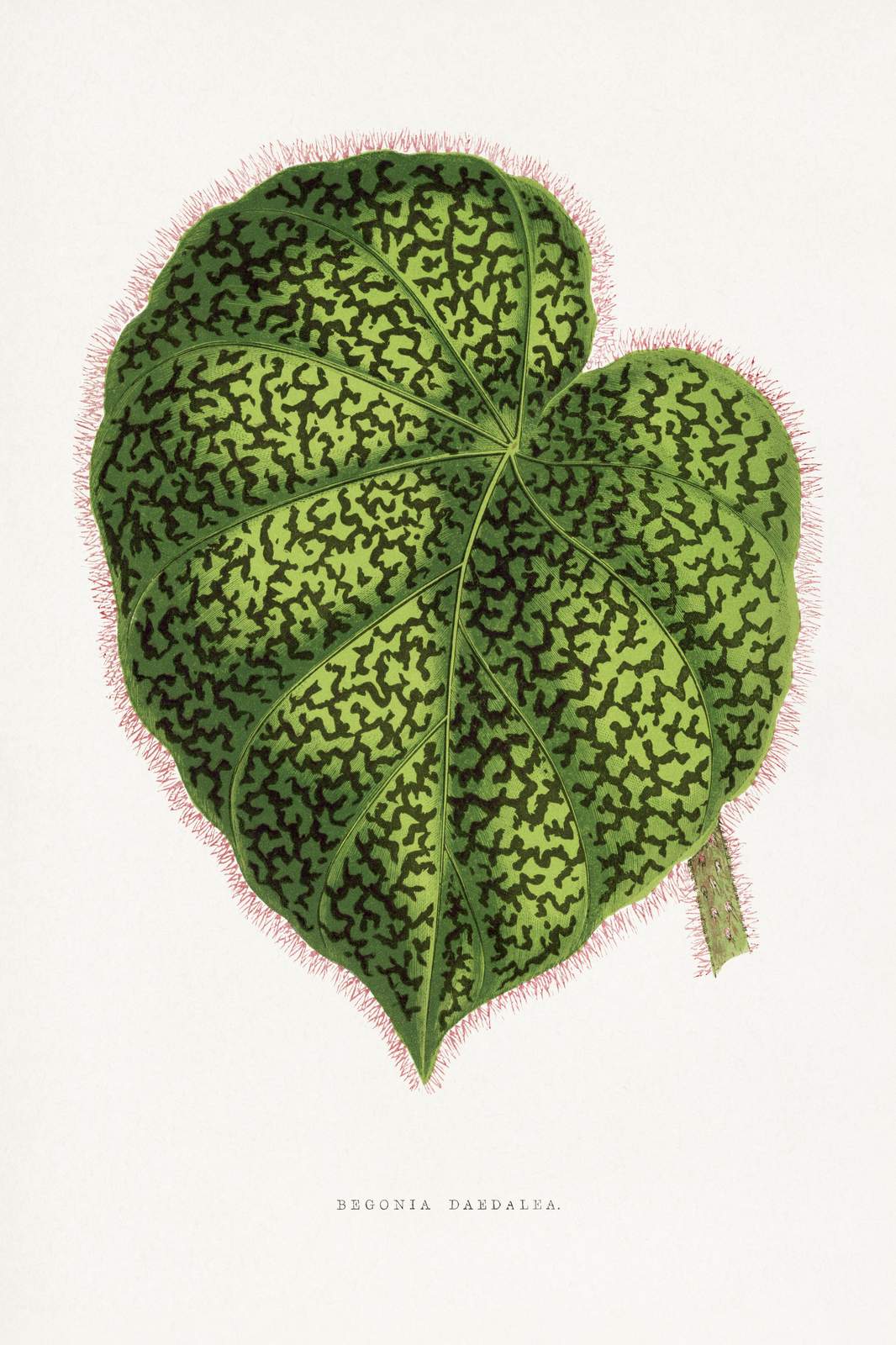 Exotic Begonia Daedalean Leaf Botanical Wall Art