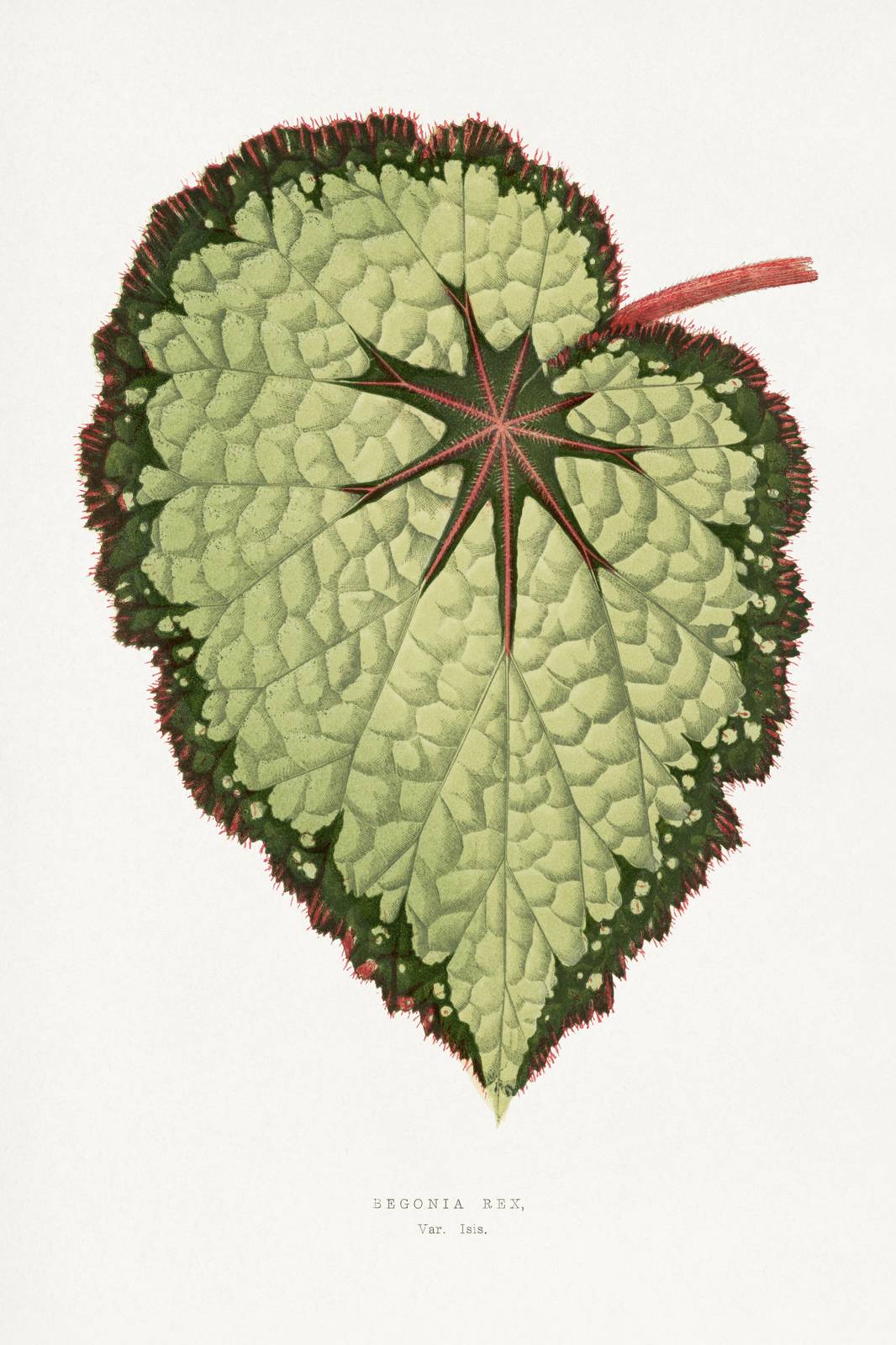 Vintage Begonia Rex Leaf Botanical Wall Art