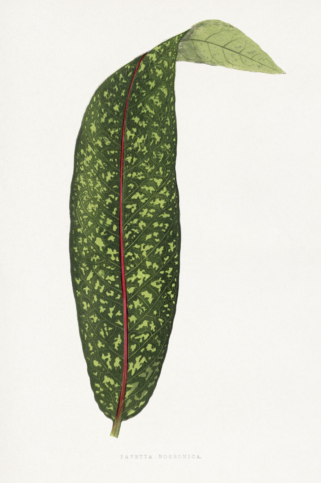 Botanical Leaf Art: Pavetta Borbonica Wall Art