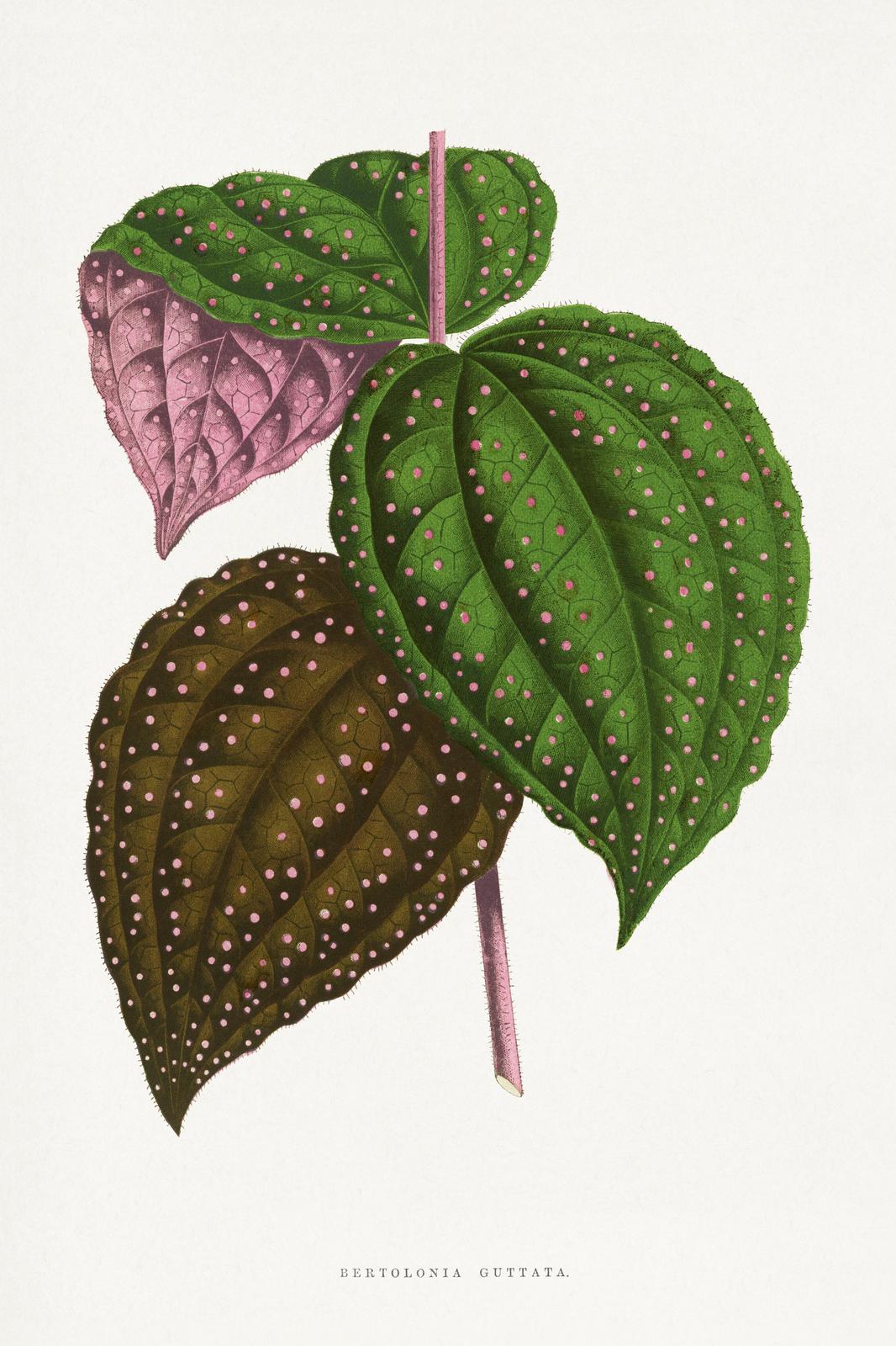 Bertolonia Guttata Botanical Print Canvas