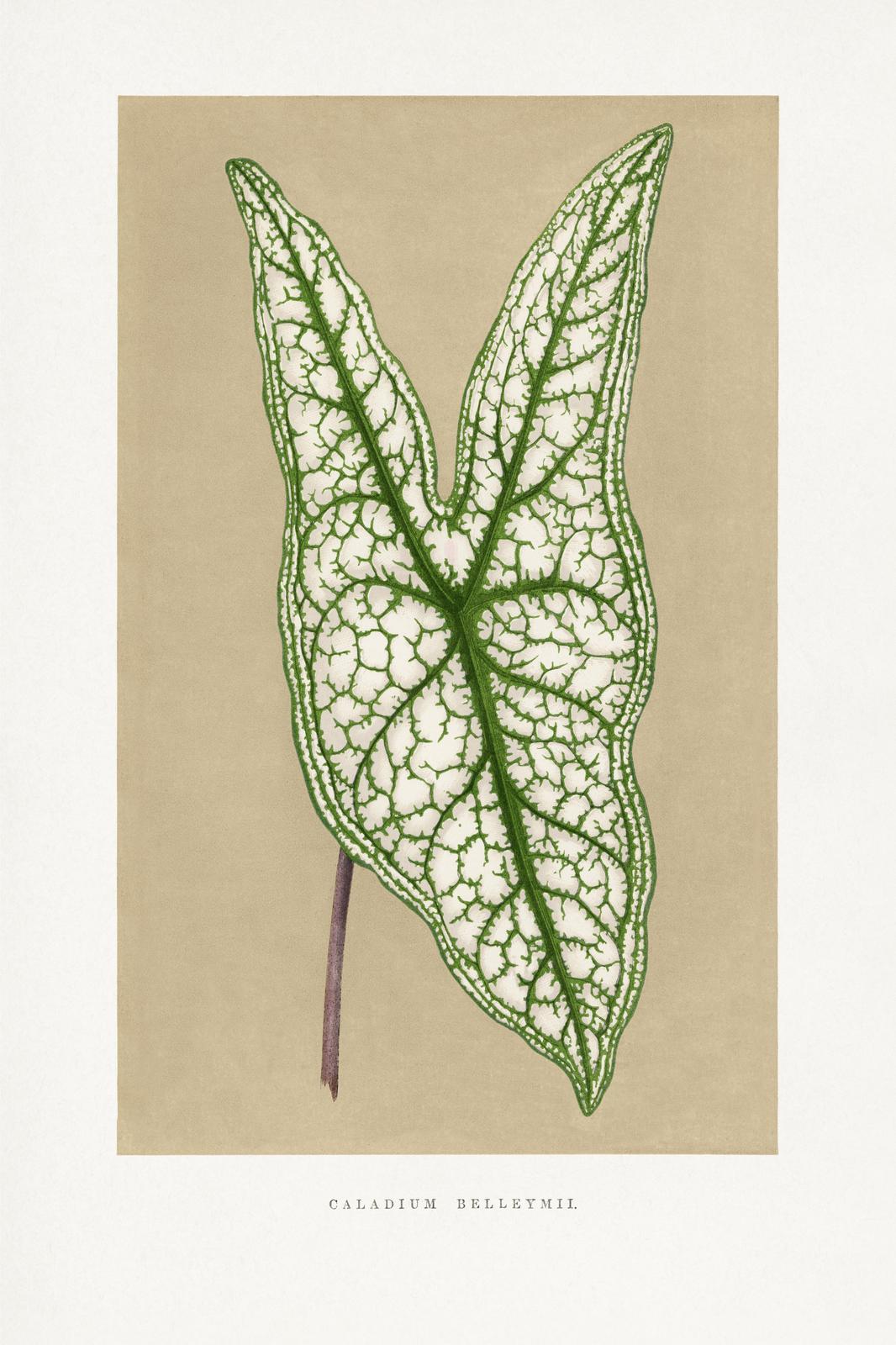 Elegant Caladium Belleymii Leaf Botanical Wall Art