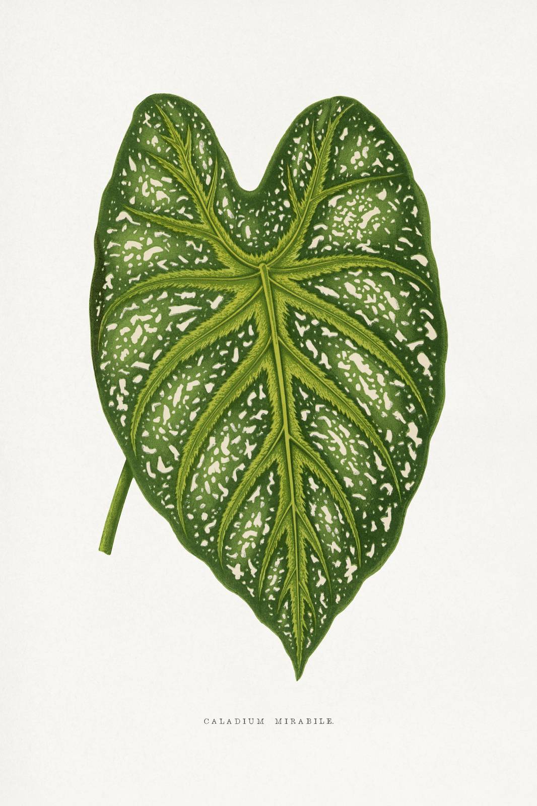 Botanical Caladium Leaf Art Wall Art