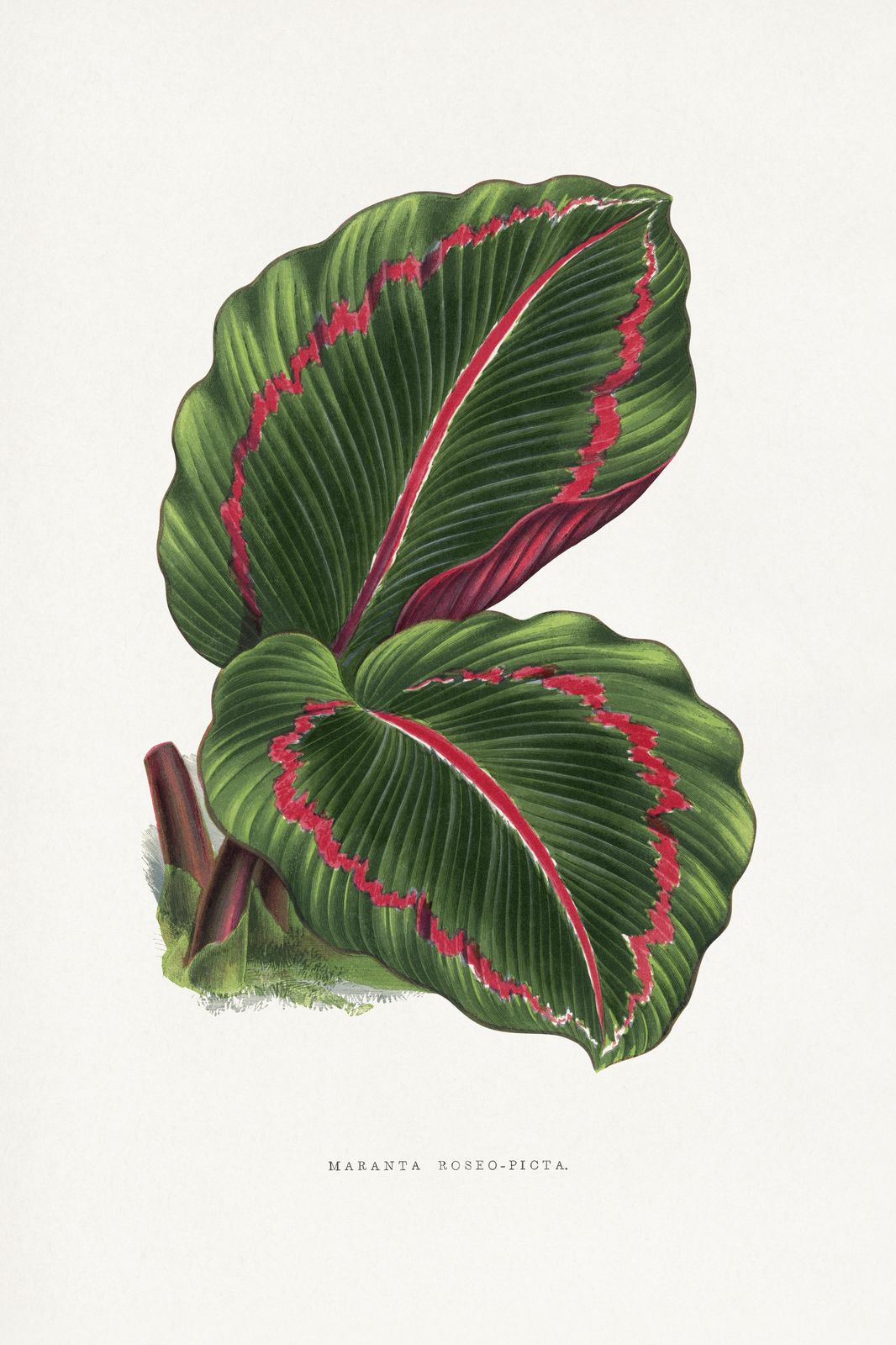 Vintage Maranta Roseo-Picta Botanical Wall Art