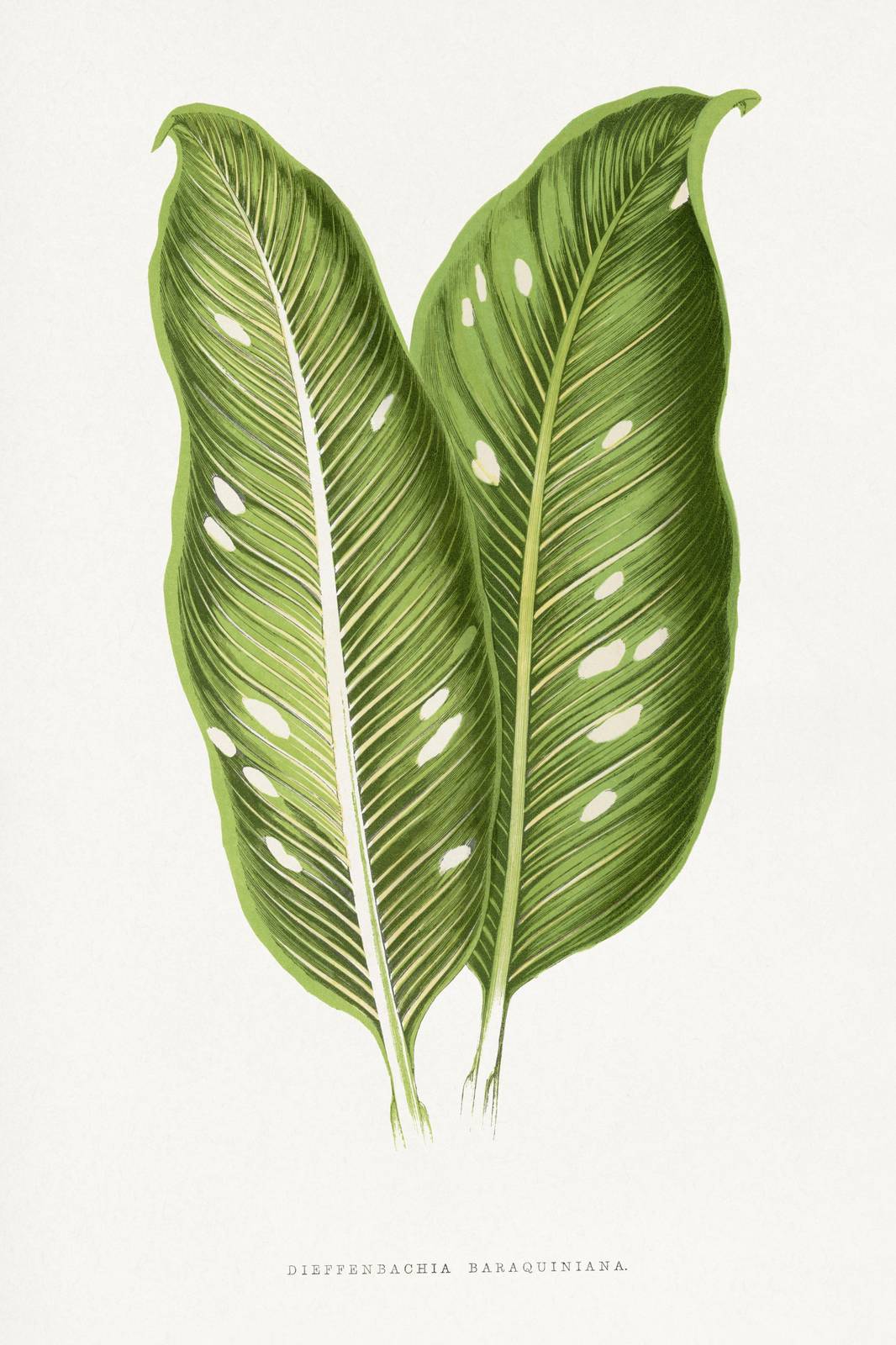 Lush Tropical Dieffenbachia Leaves Wall Art