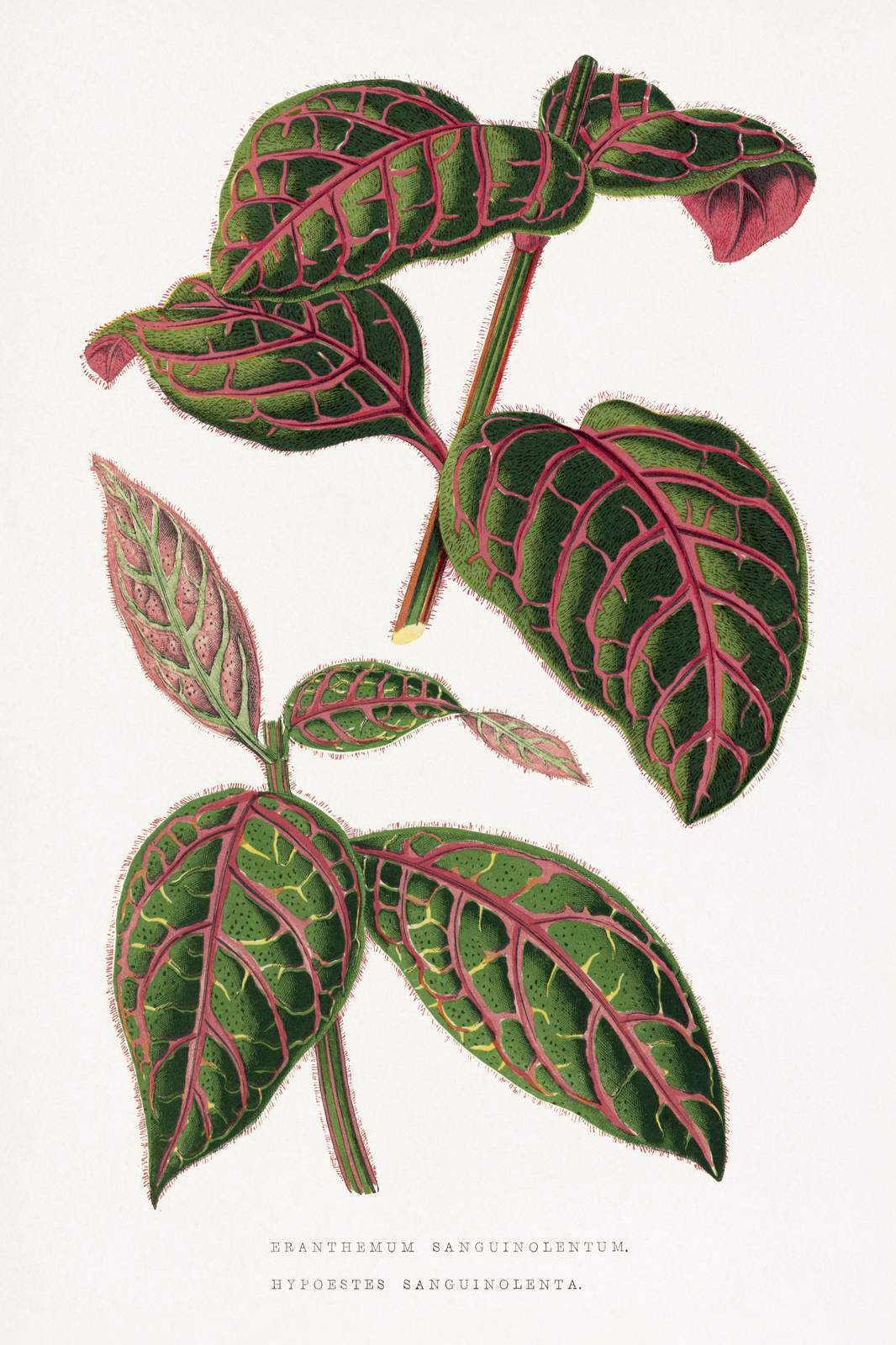 Exotic Hypoestes Sanguinolenta Botanical Wall Art