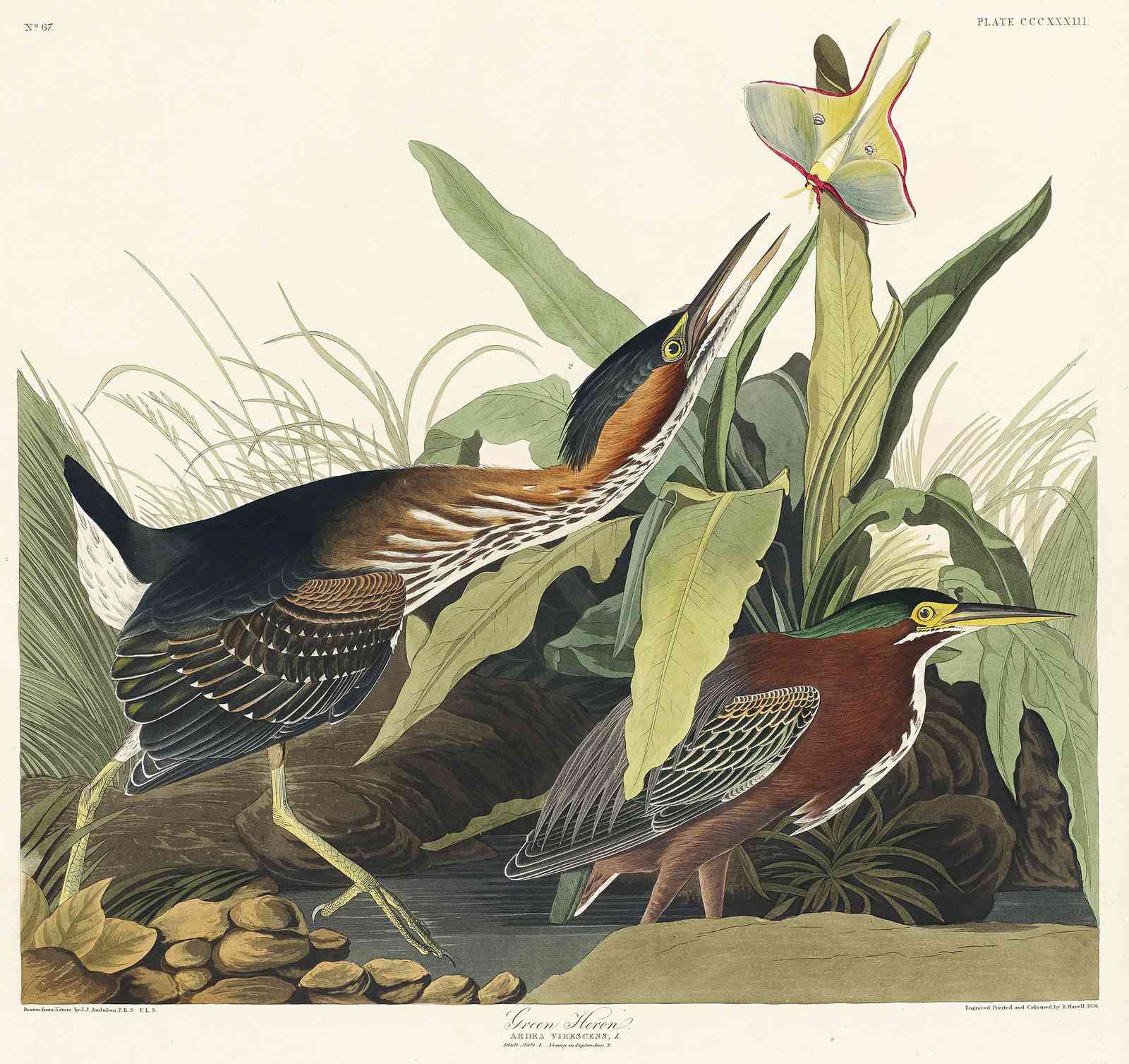 Green Heron & Luna Moth Vintage Bird Art Wall Art