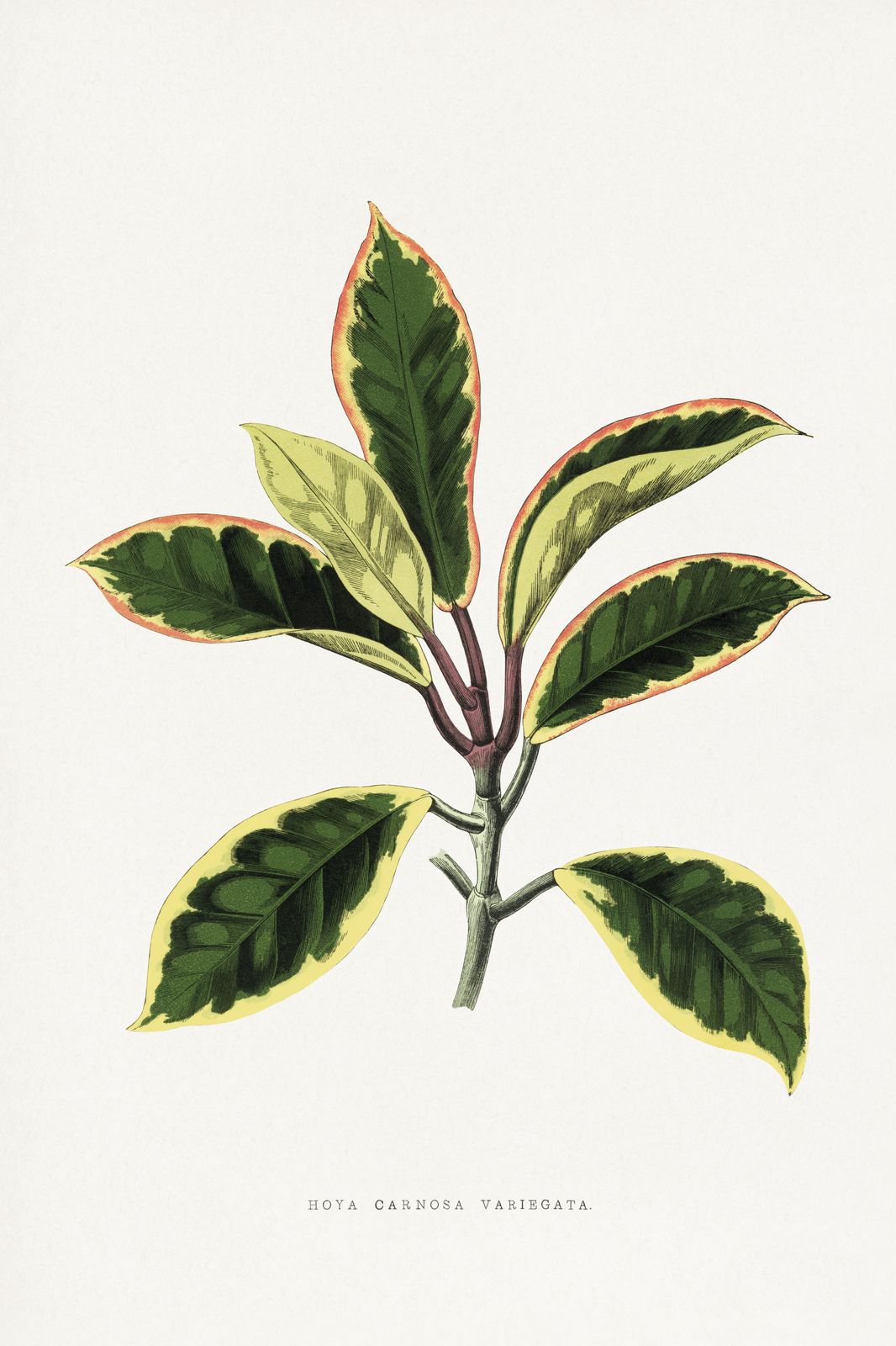 Variegated Hoya Carnosa Botanical Art Wall Art