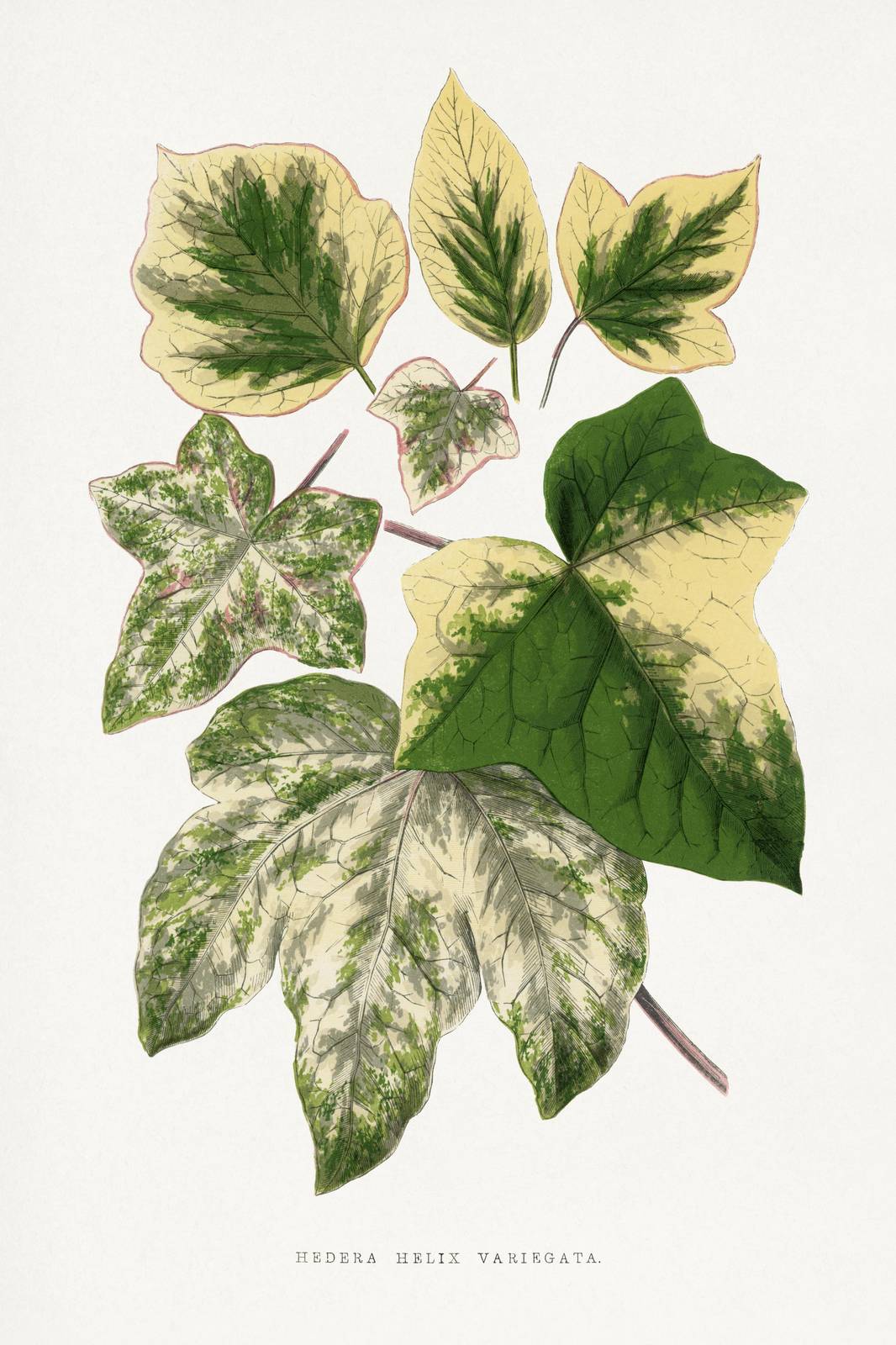 Variegated Ivy Botanical Vintage Wall Art