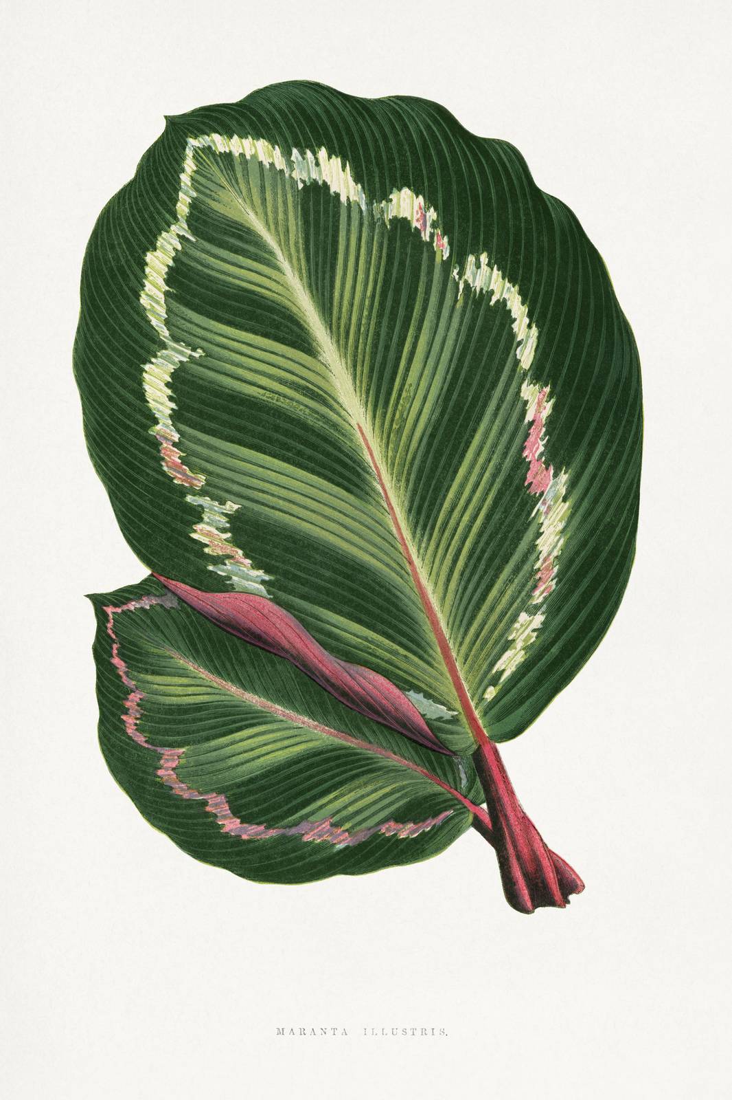 Botanical Maranta Leaf Wall Art Wall Art